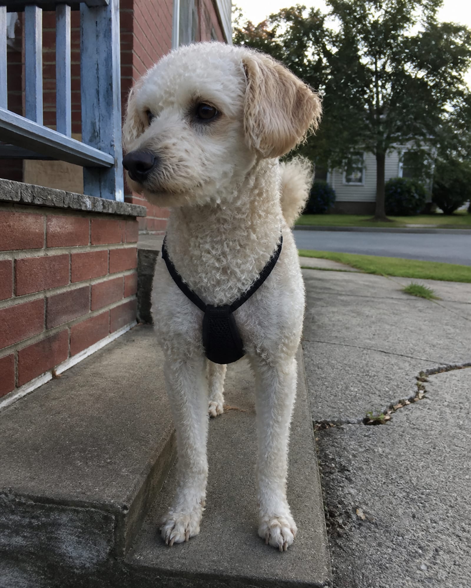 A dog standing on a low step so it fills the height of the frame, in Middle River, MD