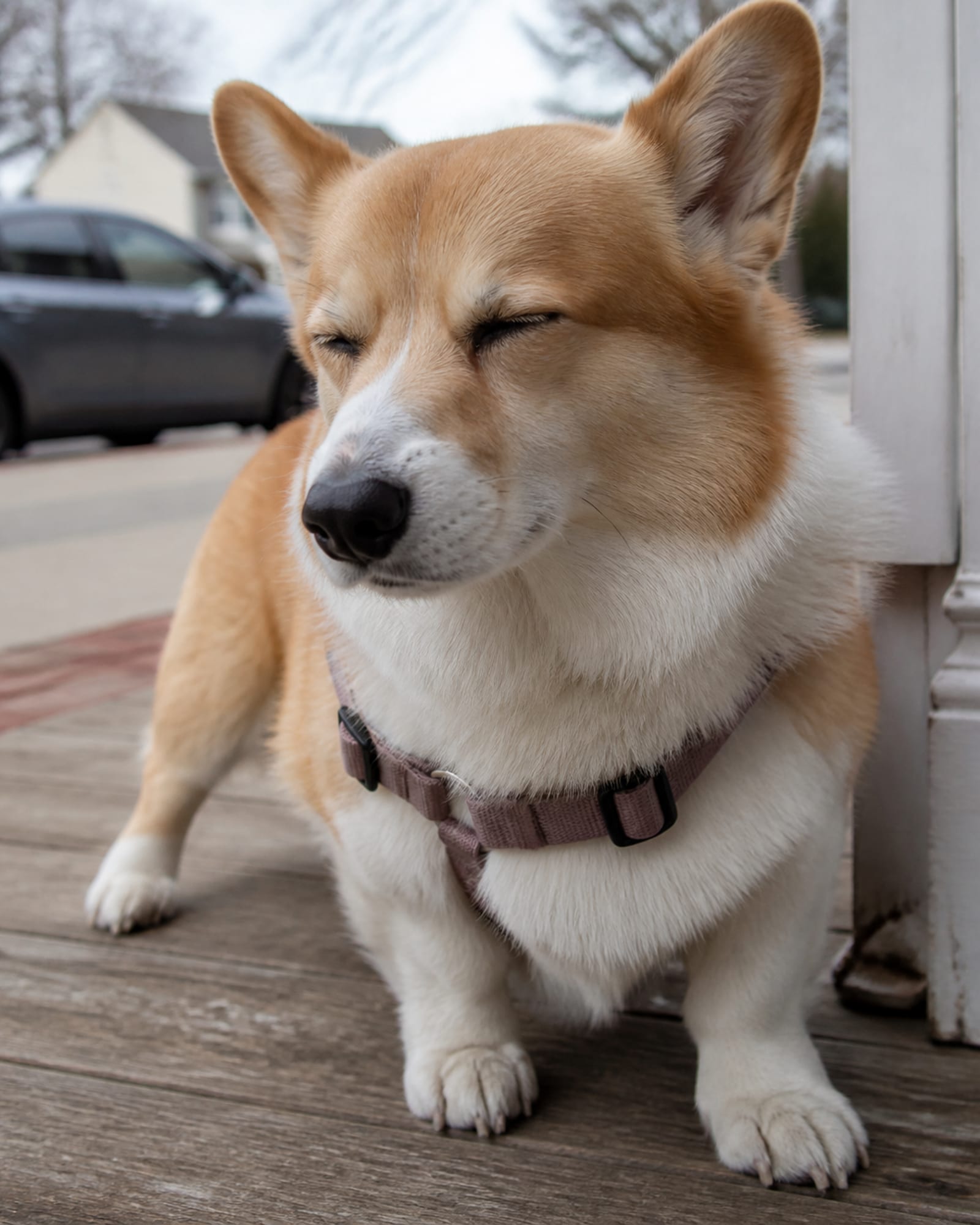 A close vertical of a dog blinking slowly, relaxed, in Millersville, MD