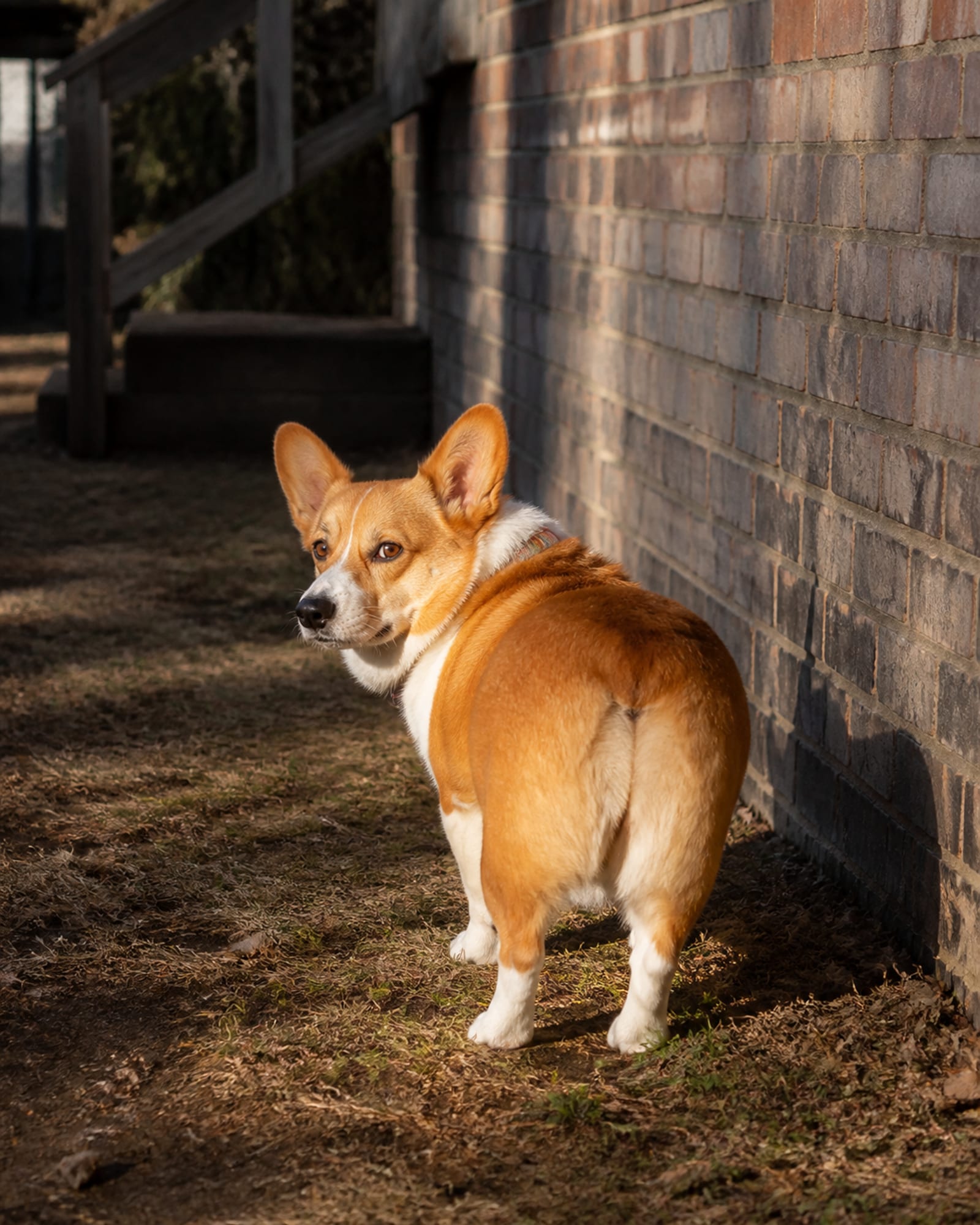 A dog's head turned back over its shoulder toward camera, in Mount Airy, MD