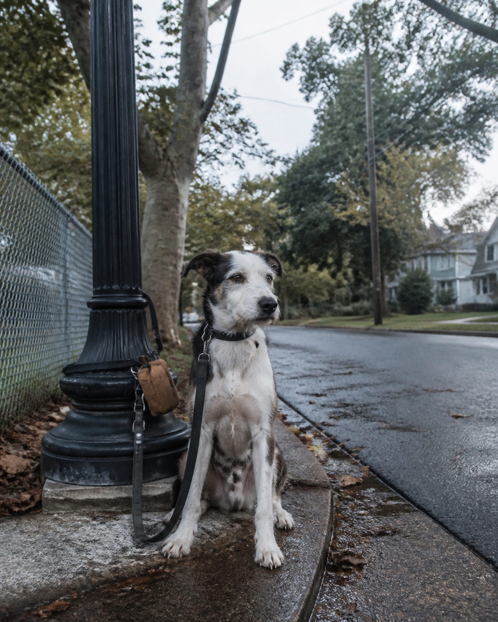 A dog sitting square beside a lamp post, in Mount Airy, MD