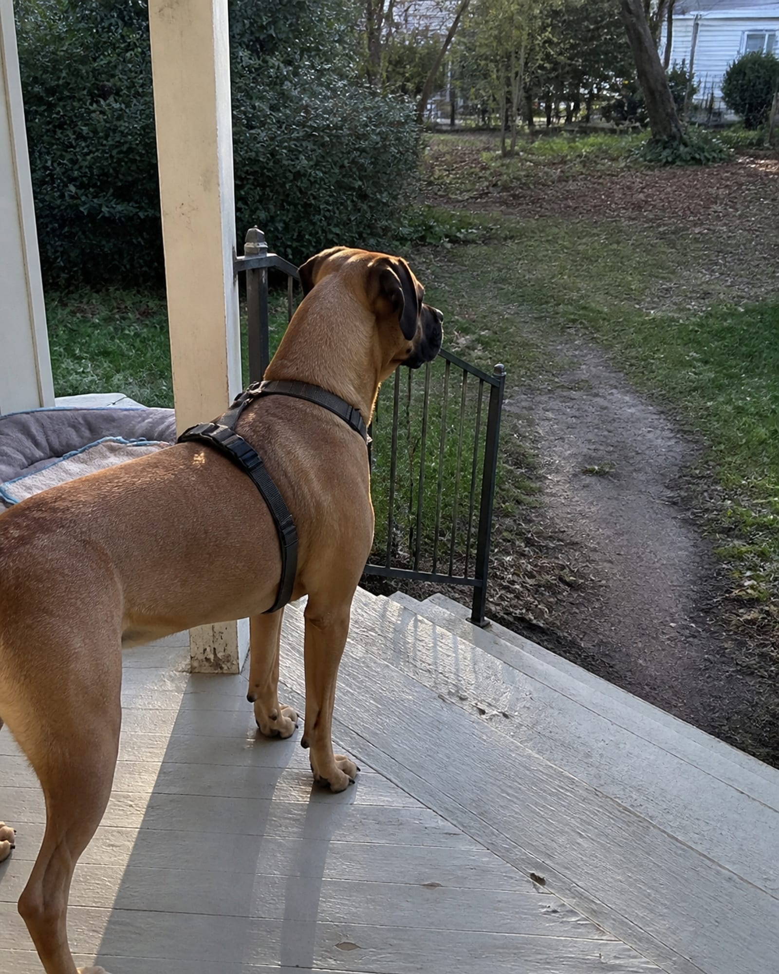 A dog standing alert with its weight even, tail neutral, in Odenton, MD