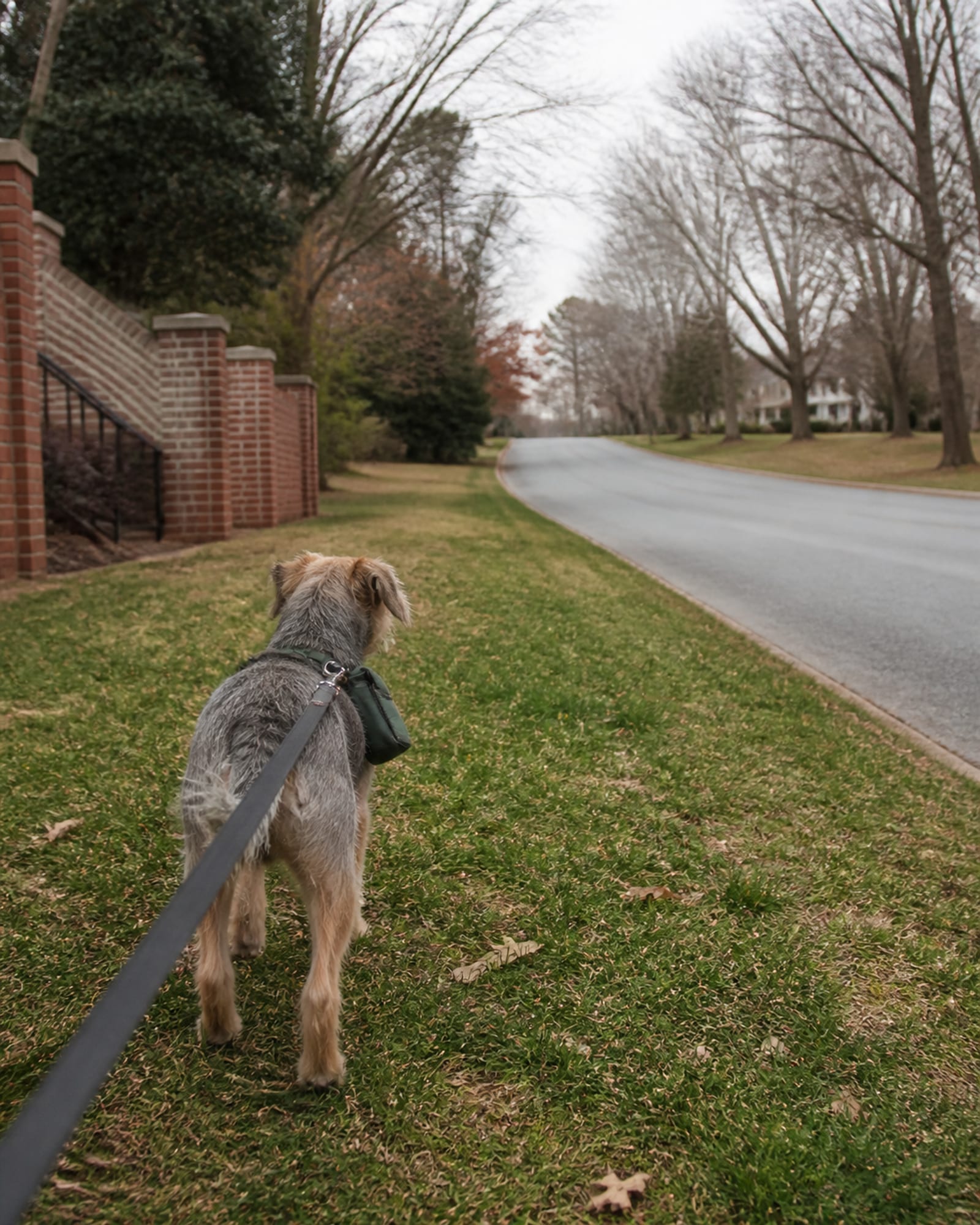 A dog walking away from camera down a pavement, seen from behind, in Odenton, MD