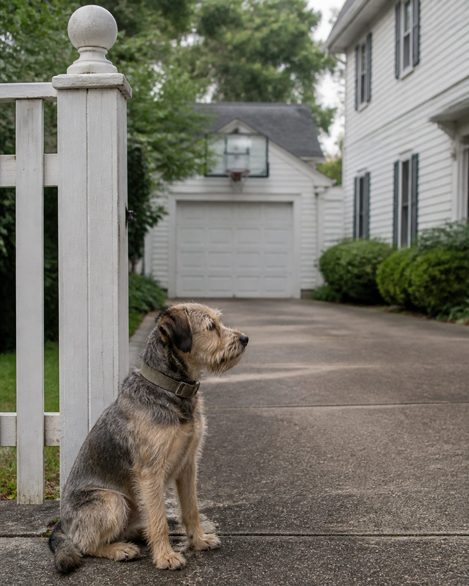 A dog sitting beside a gatepost, upright and calm, in Olney, MD