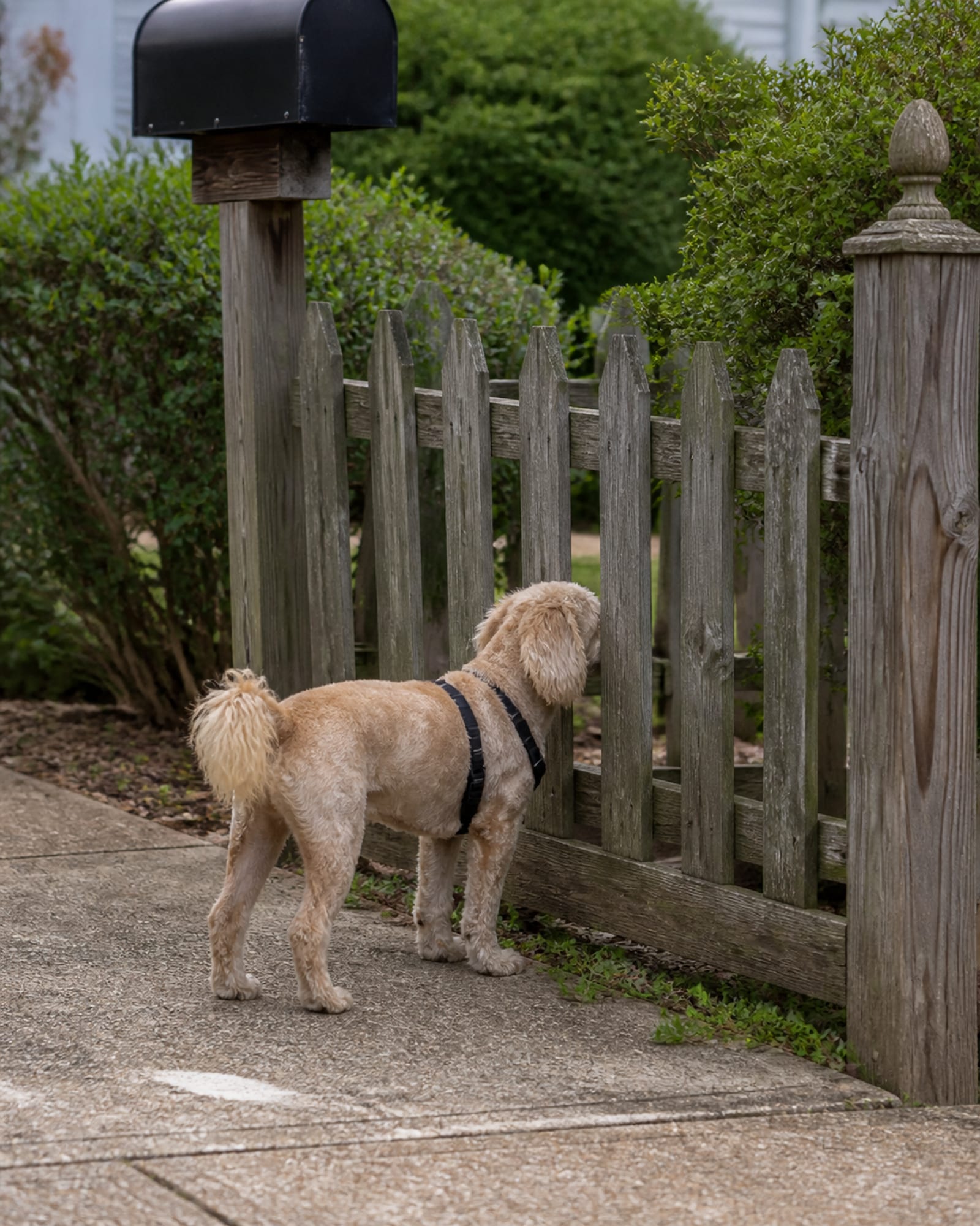 A dog standing beside a fence line, nose to a gap, in Olney, MD