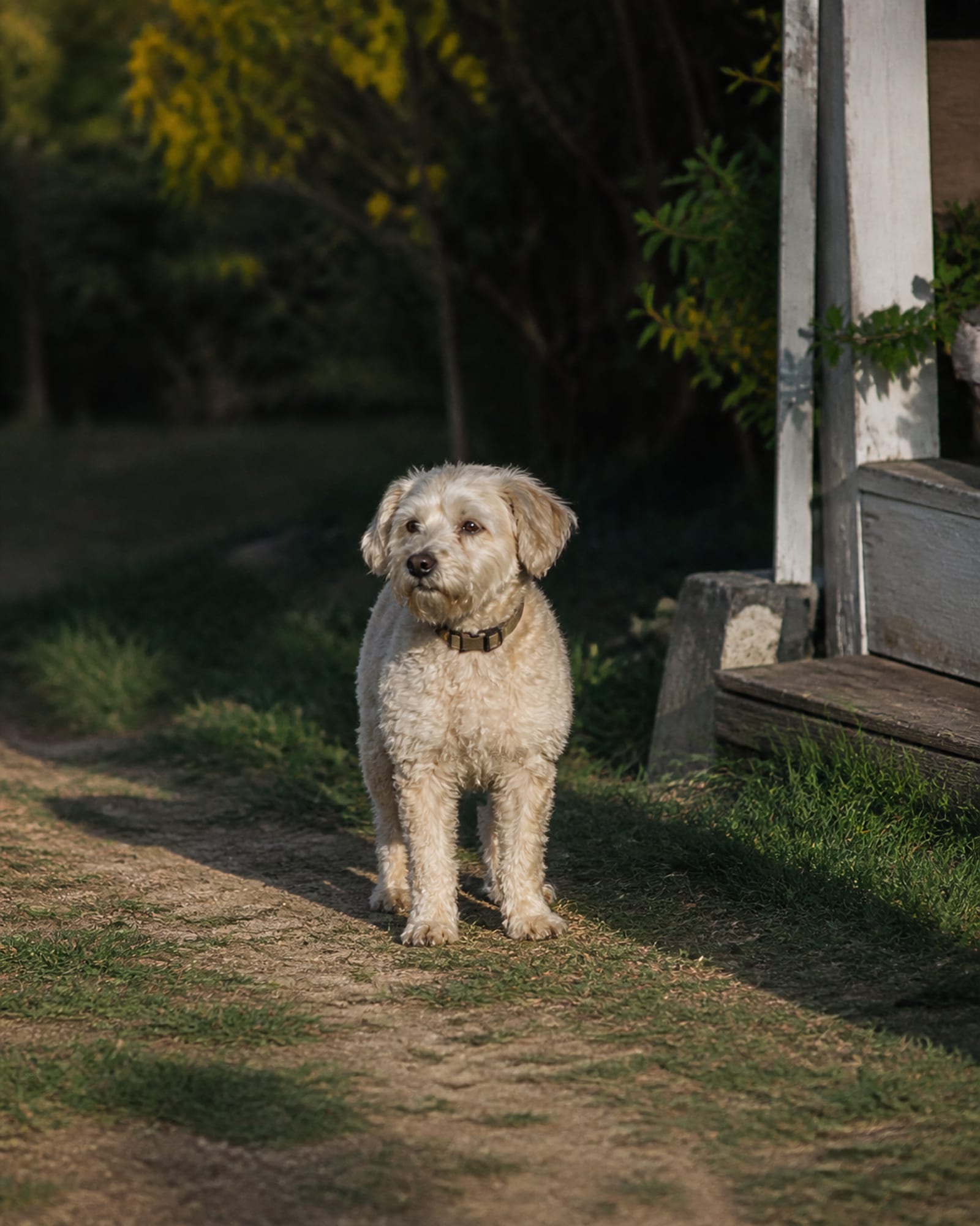 A gray muzzled dog's head and chest, weight settled, in Olney, MD