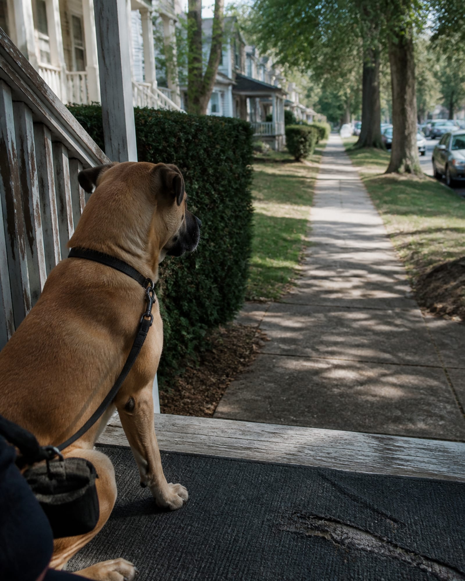 A dog sitting on a stoop watching the street, in Owings Mills, MD