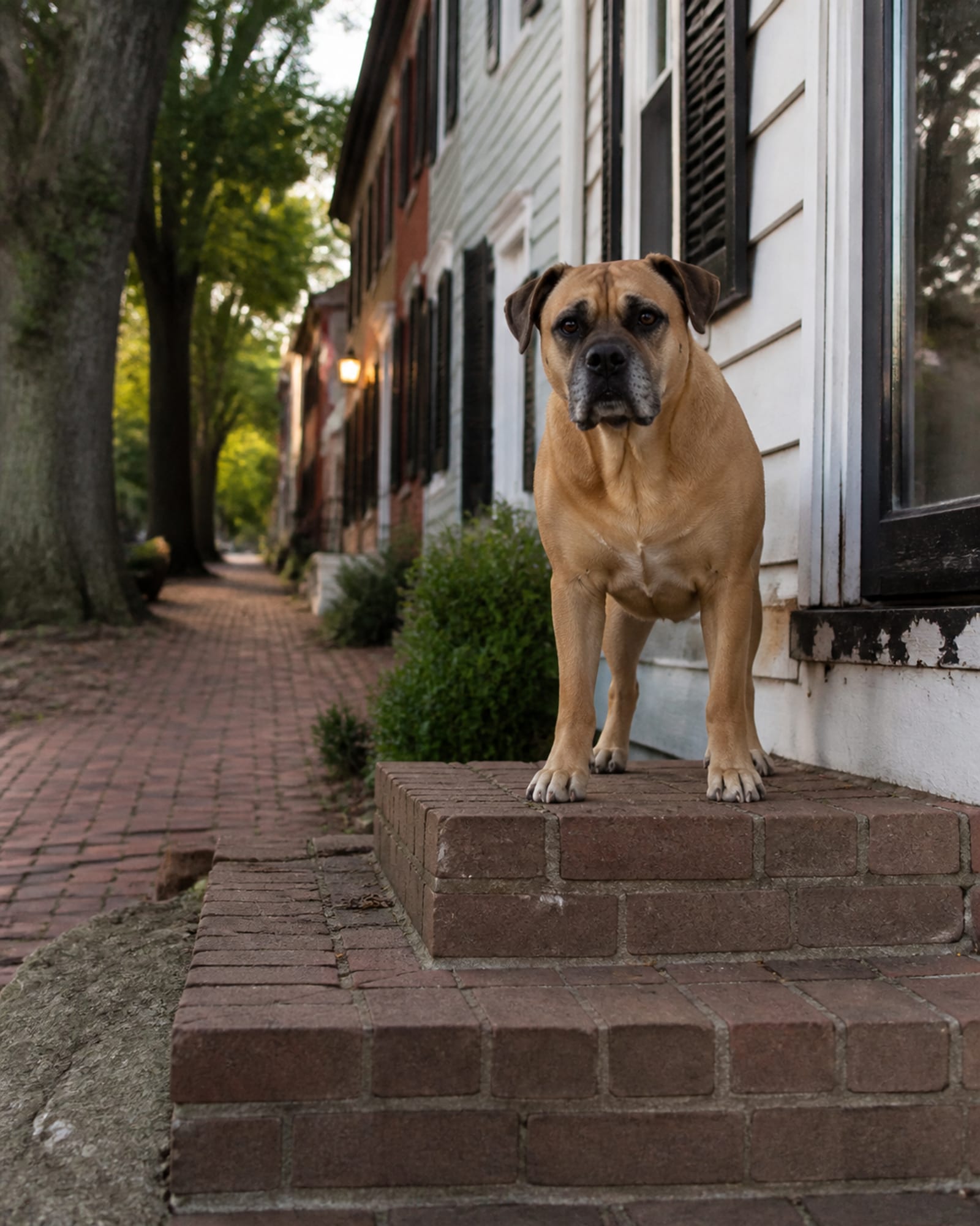 A dog standing at the top of a short flight of steps, in Owings Mills, MD