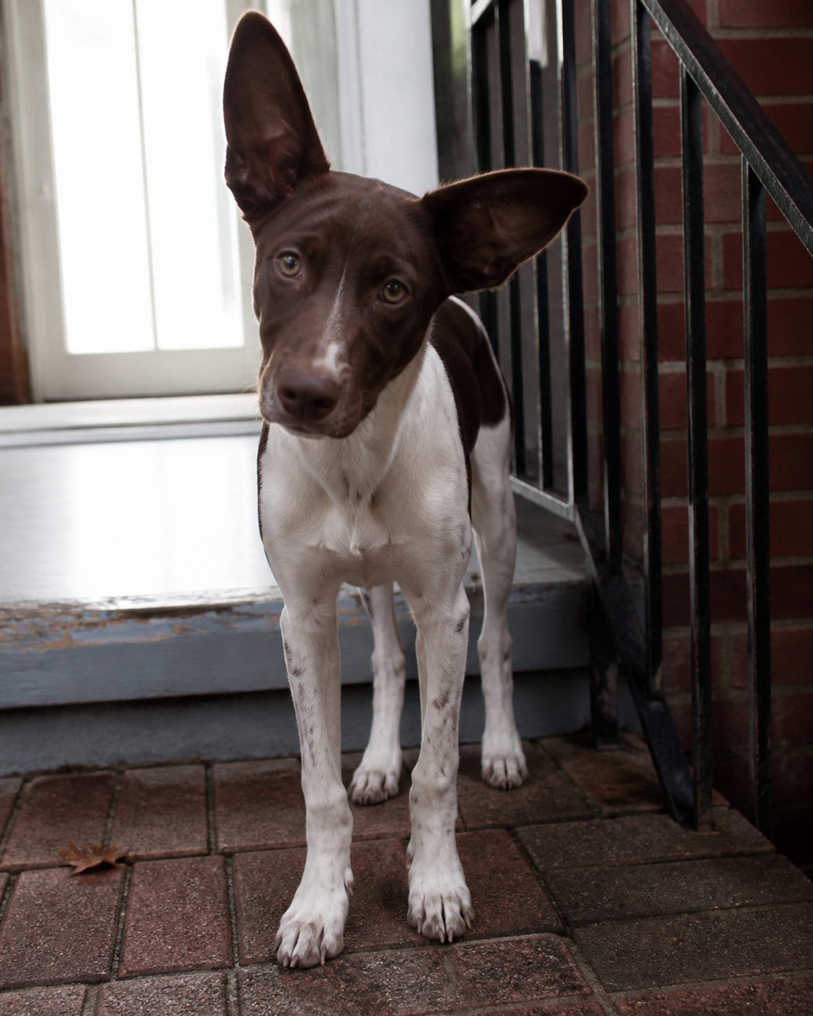 A young dog's head and oversized ears, close and vertical, in Owings Mills, MD