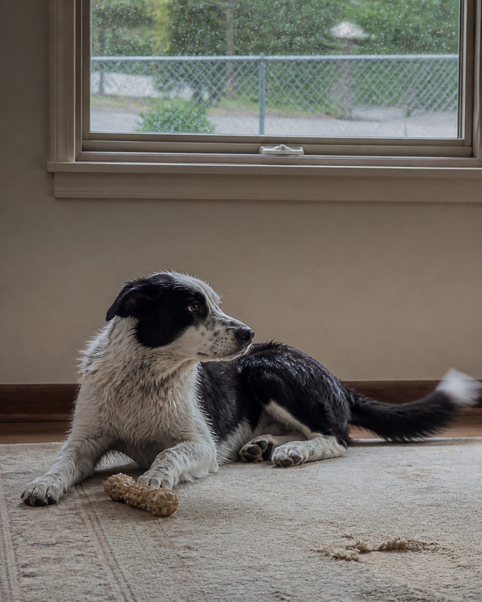A dog lying on a rug with a window above it, in Parkville, MD