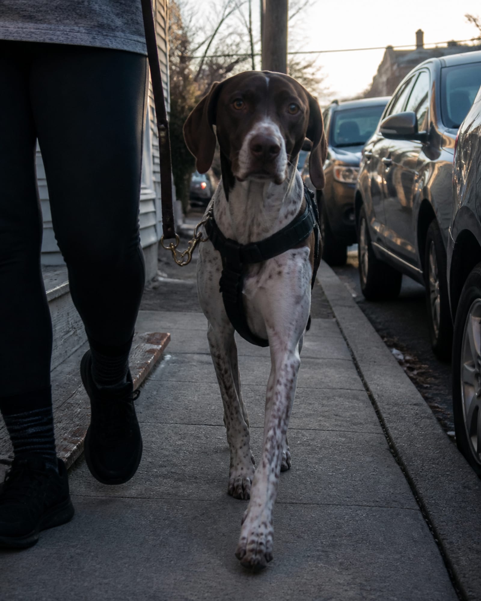 A dog walking at heel beside a handler's lower legs, both cropped at the knee, in Parkville, MD
