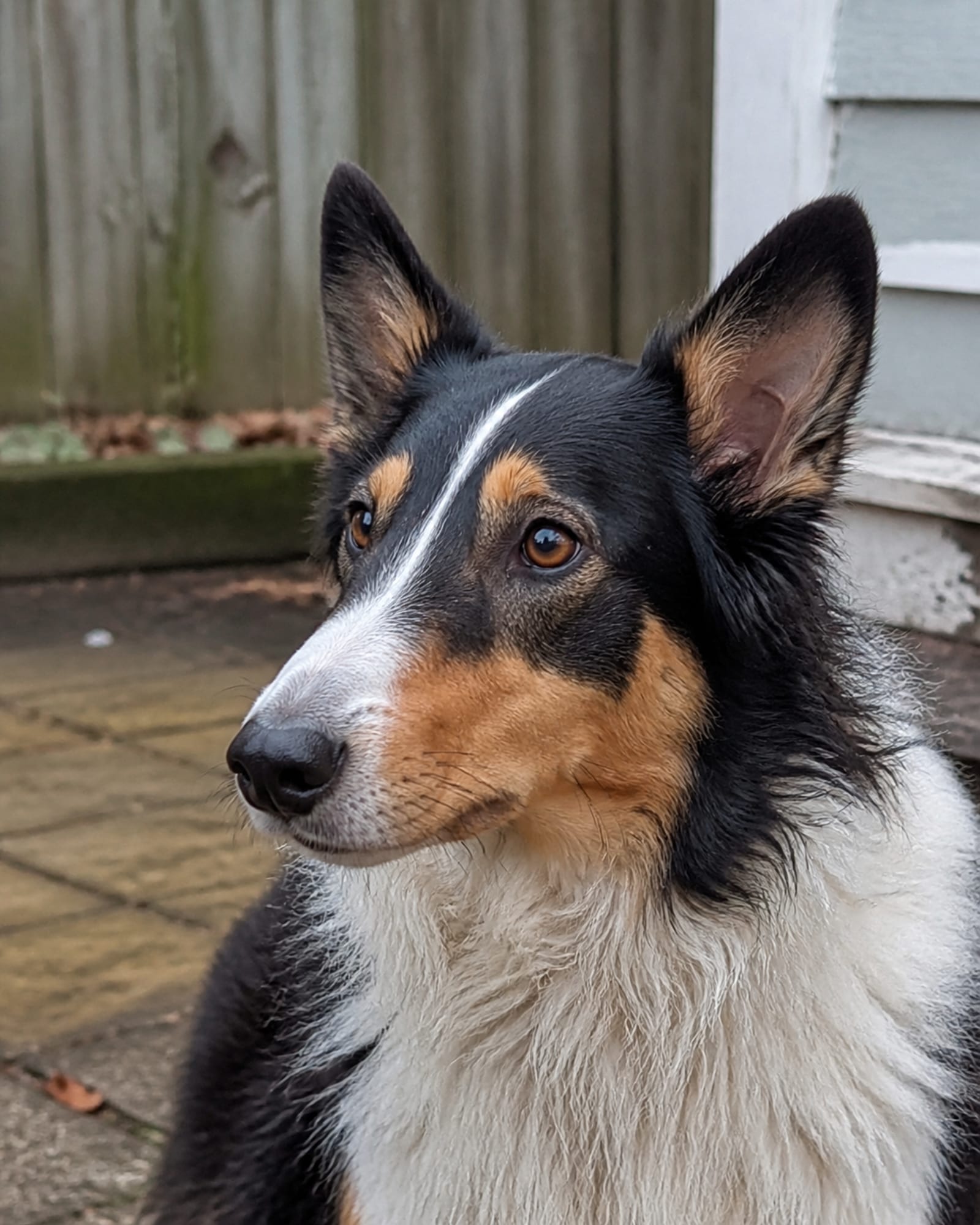A tight portrait of a dog's head and shoulders, eyes soft and attentive, in Parkville, MD