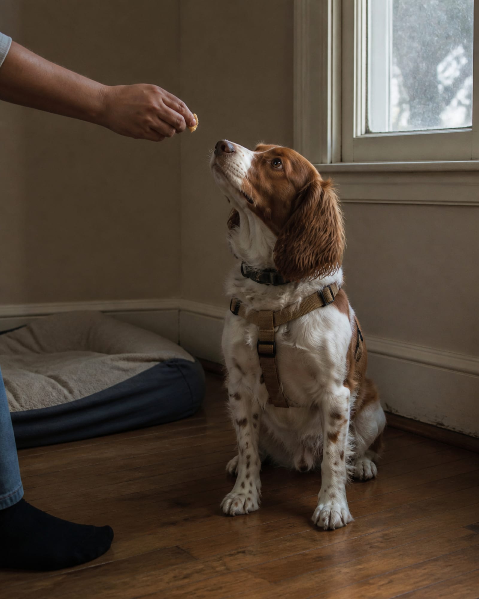 A dog holding a sit while a hand offers a treat at nose height, cropped at the wrist, in Pasadena, MD