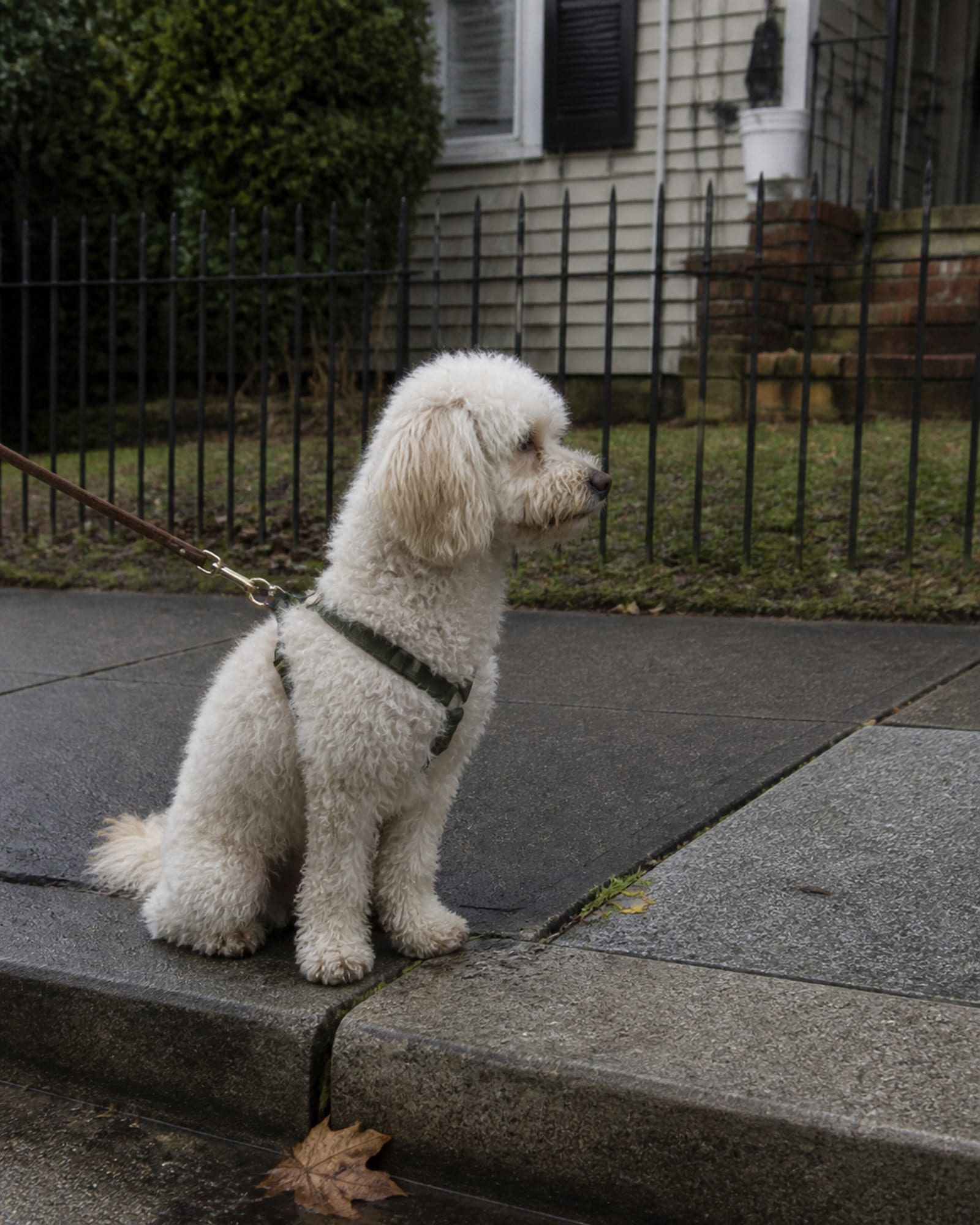 A dog sitting at a curb edge waiting to cross, in Pasadena, MD