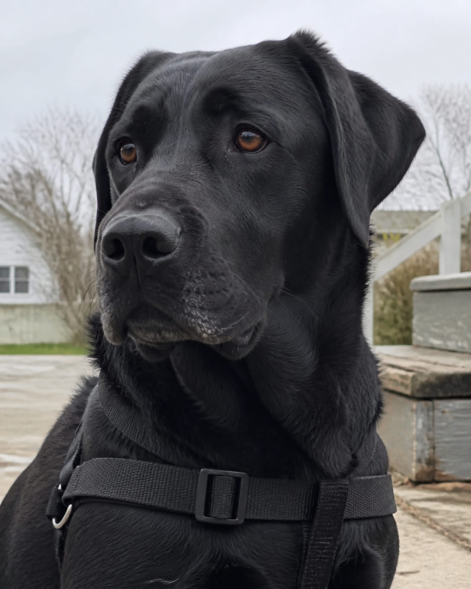 A close vertical of a dog's face turned slightly, ears forward, in Perry Hall, MD