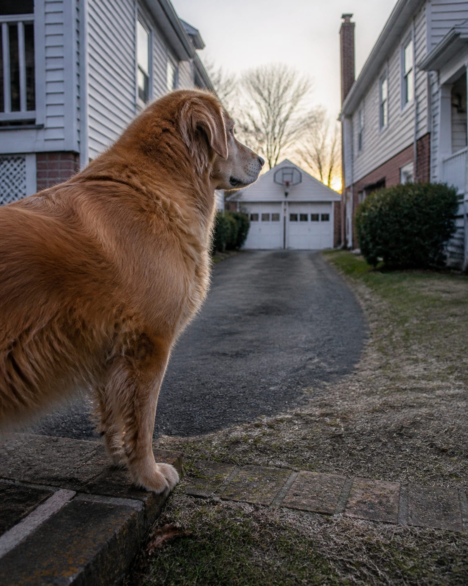 A dog standing on a low step so it fills the height of the frame, in Perry Hall, MD