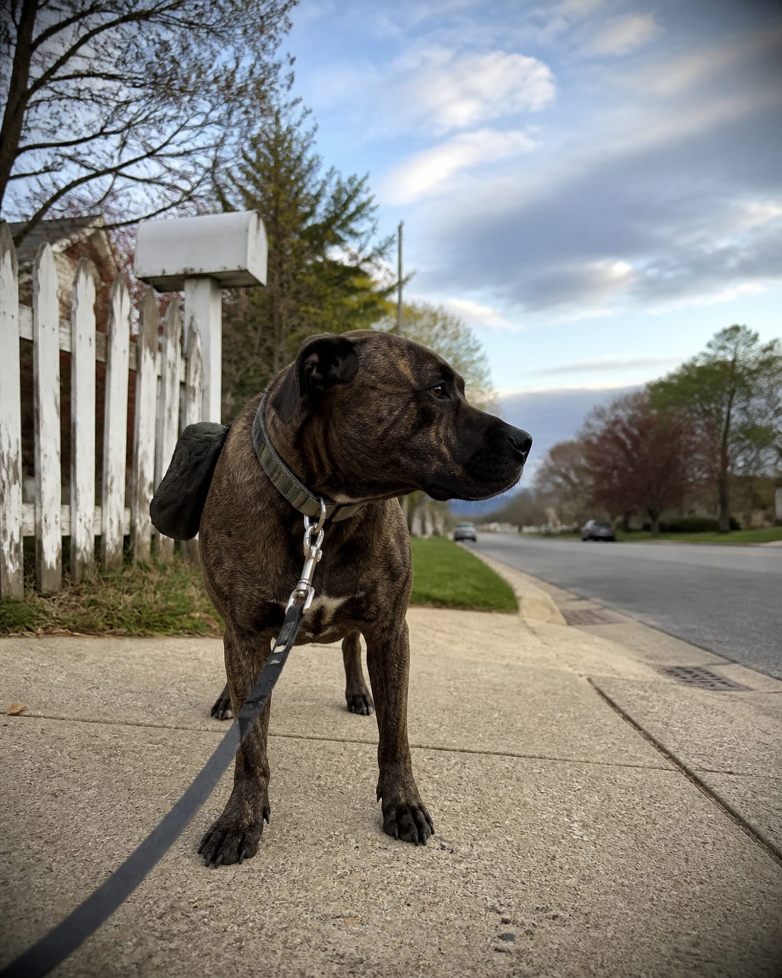 A dog standing on a sidewalk with the street receding behind it, in Perry Hall, MD