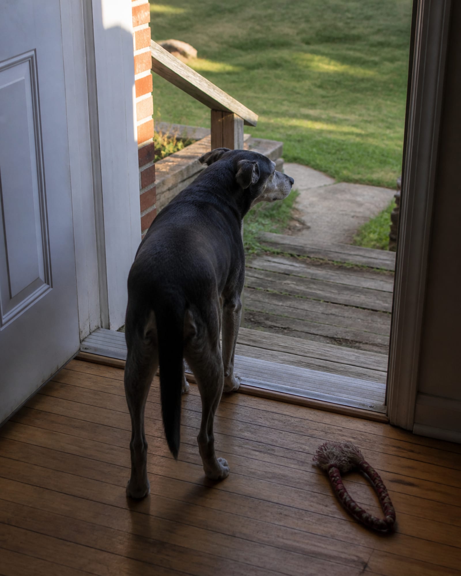 A dog waiting at a threshold, not crossing, interior looking out, in Perry Hall, MD