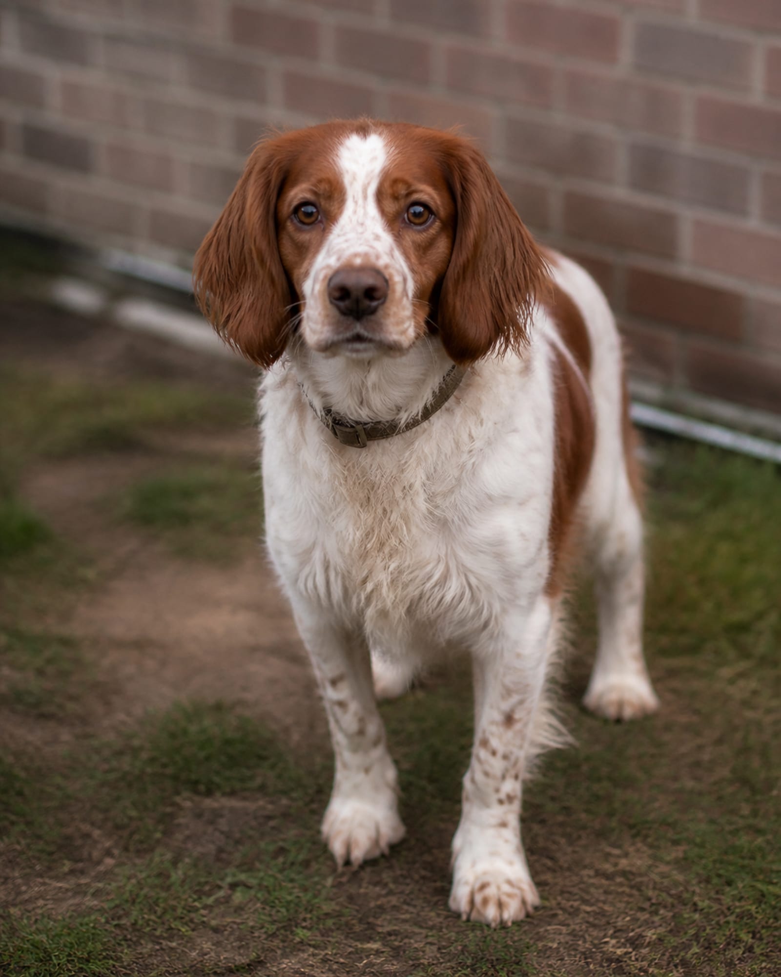 A dog looking up and holding eye contact, shot from just above, in Pikesville, MD