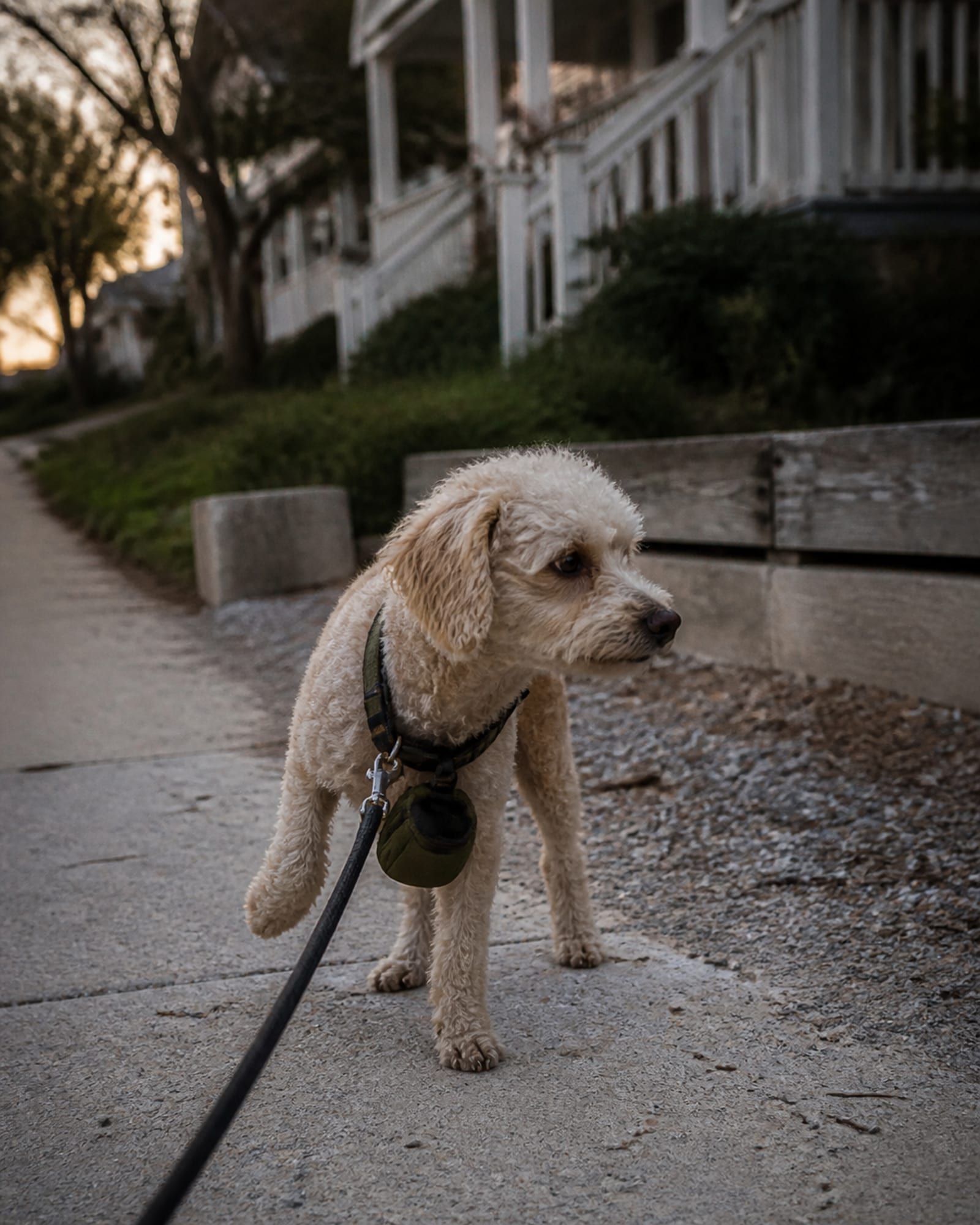 A dog pausing mid stride on a pavement, one paw lifted, in Pikesville, MD