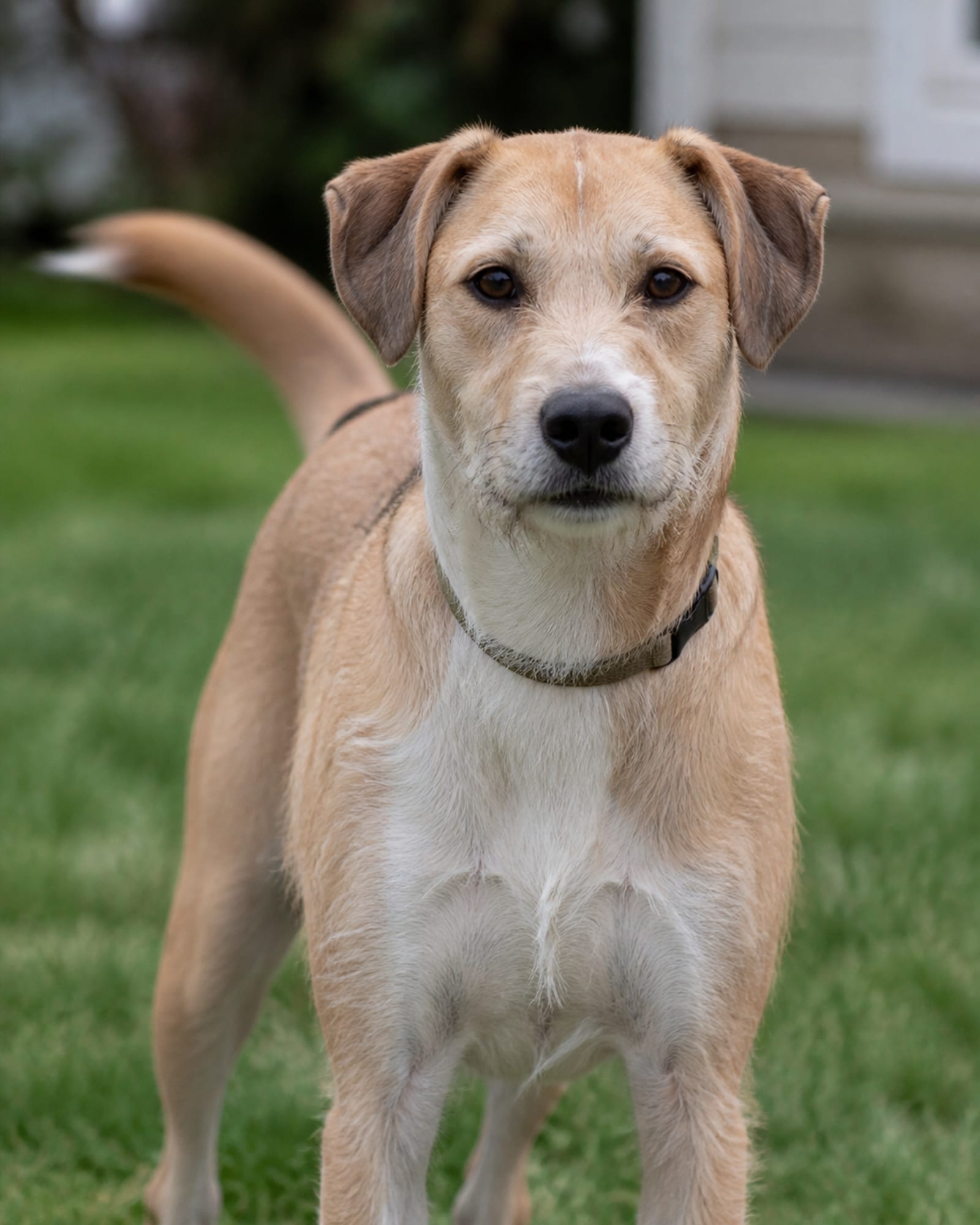 A dog's head and chest filling the frame, collar just visible, in Potomac, MD