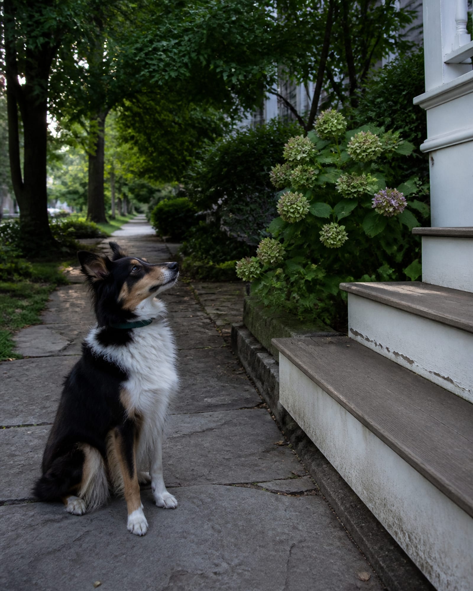 A dog sitting at the foot of steps, looking up out of frame, in Potomac, MD