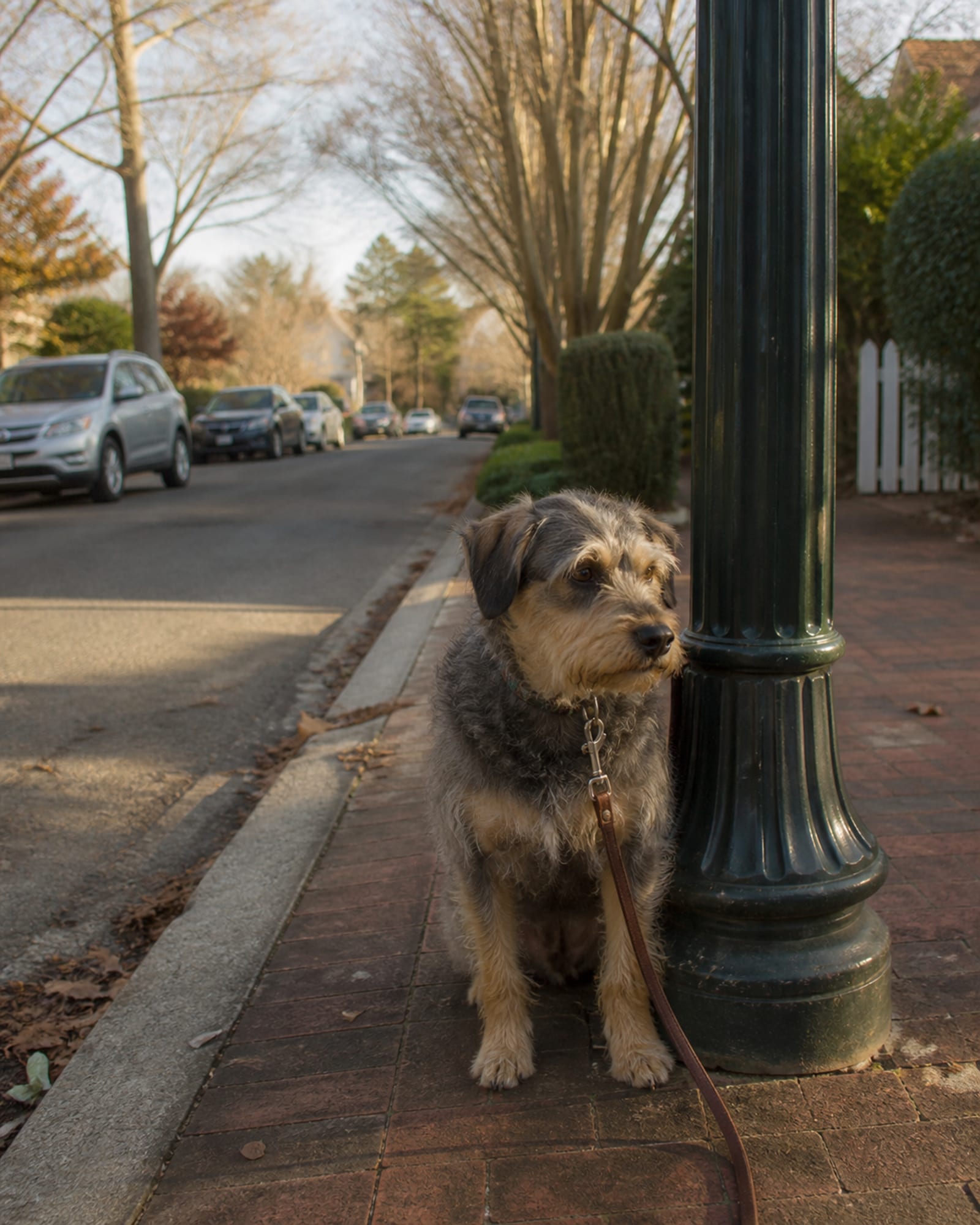 A dog sitting square beside a lamp post, in Potomac, MD