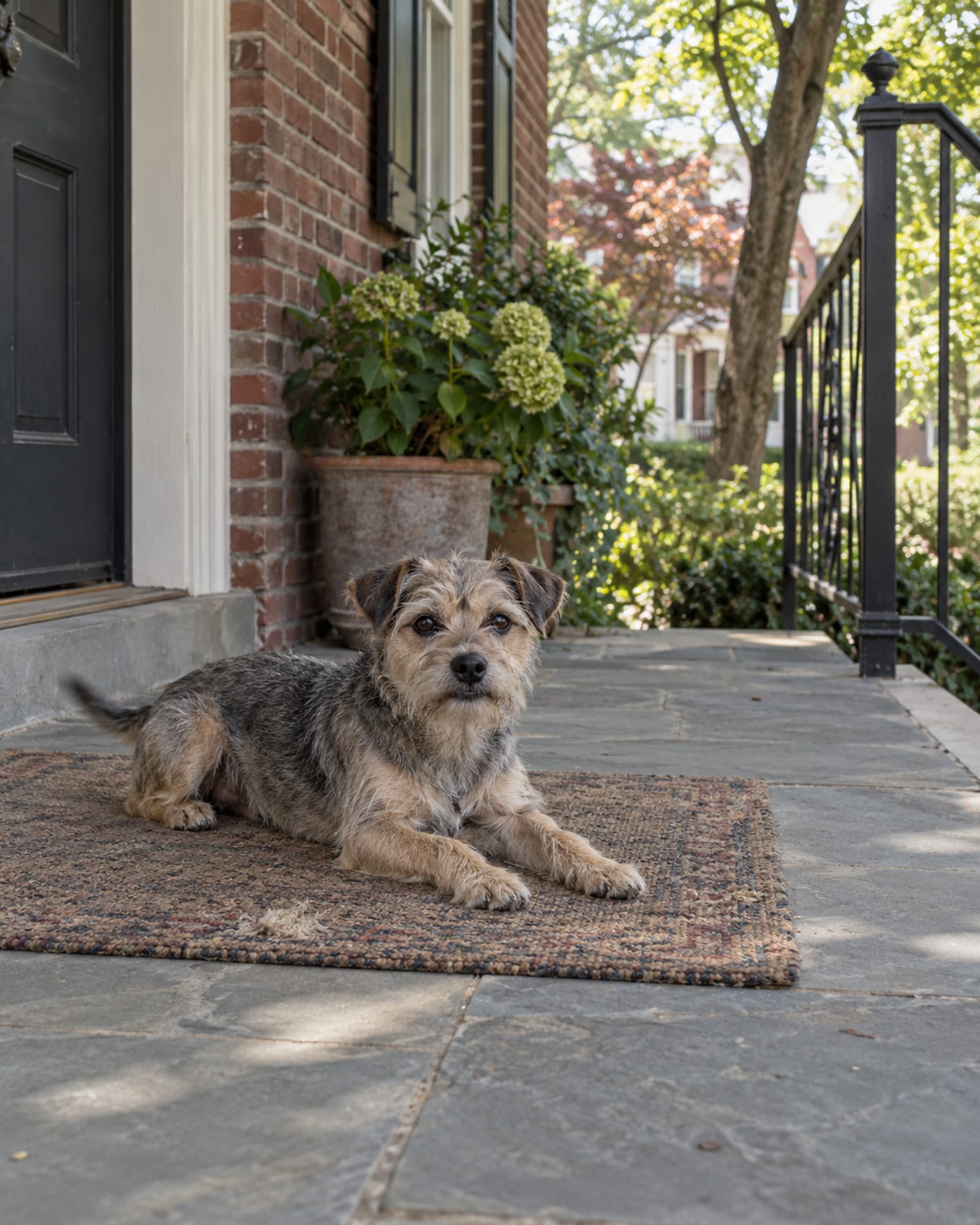 A dog holding a down stay on a mat, room around it