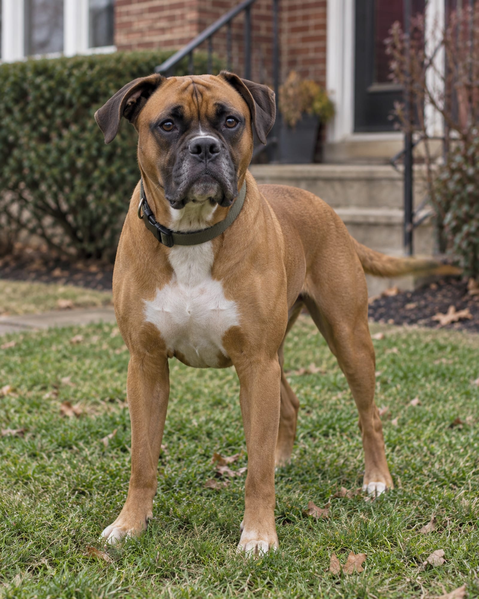 A dog standing relaxed on a lawn, weight even