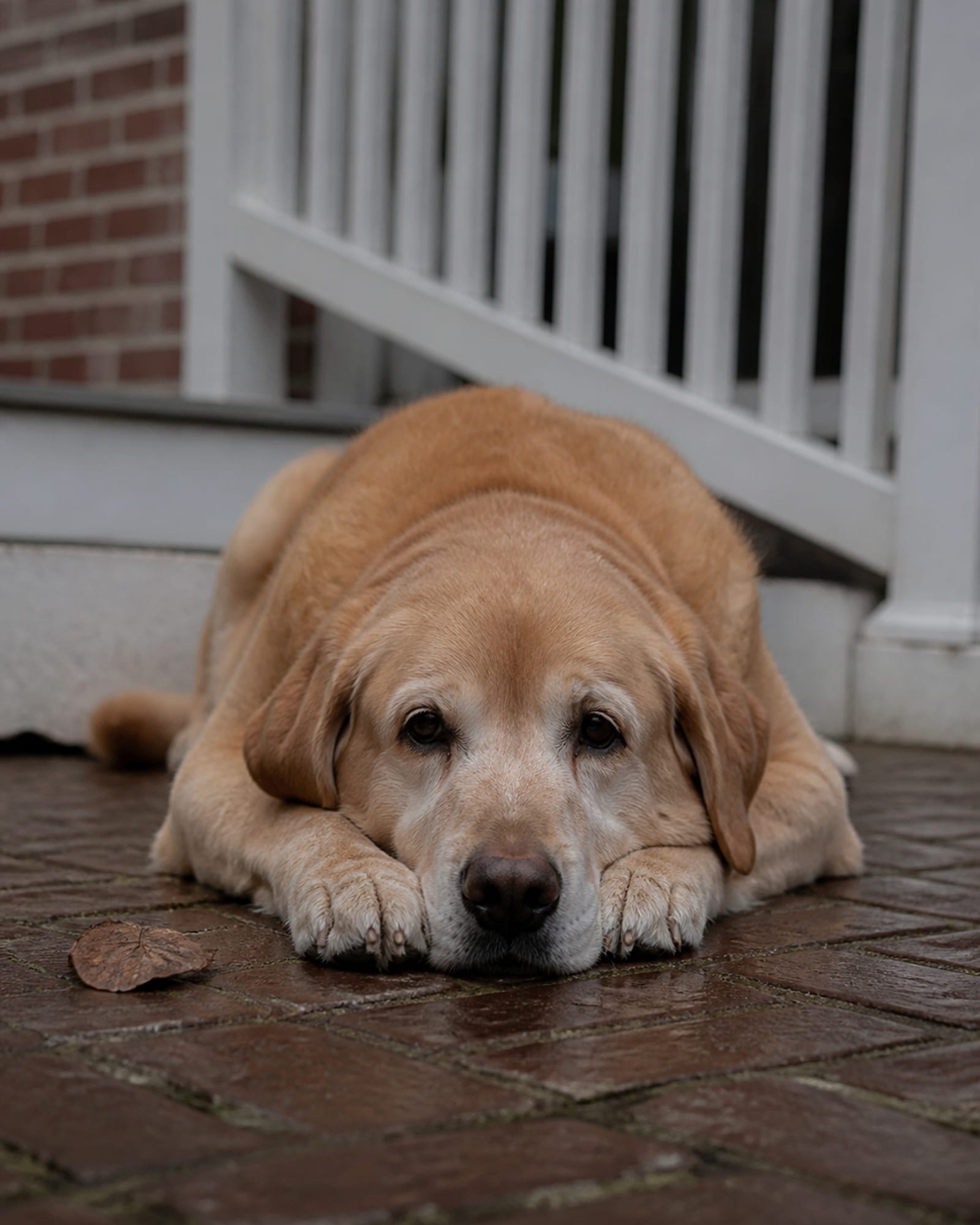 A dog in a down with its chin resting on its paws, shot from the front, in Prince Frederick, MD