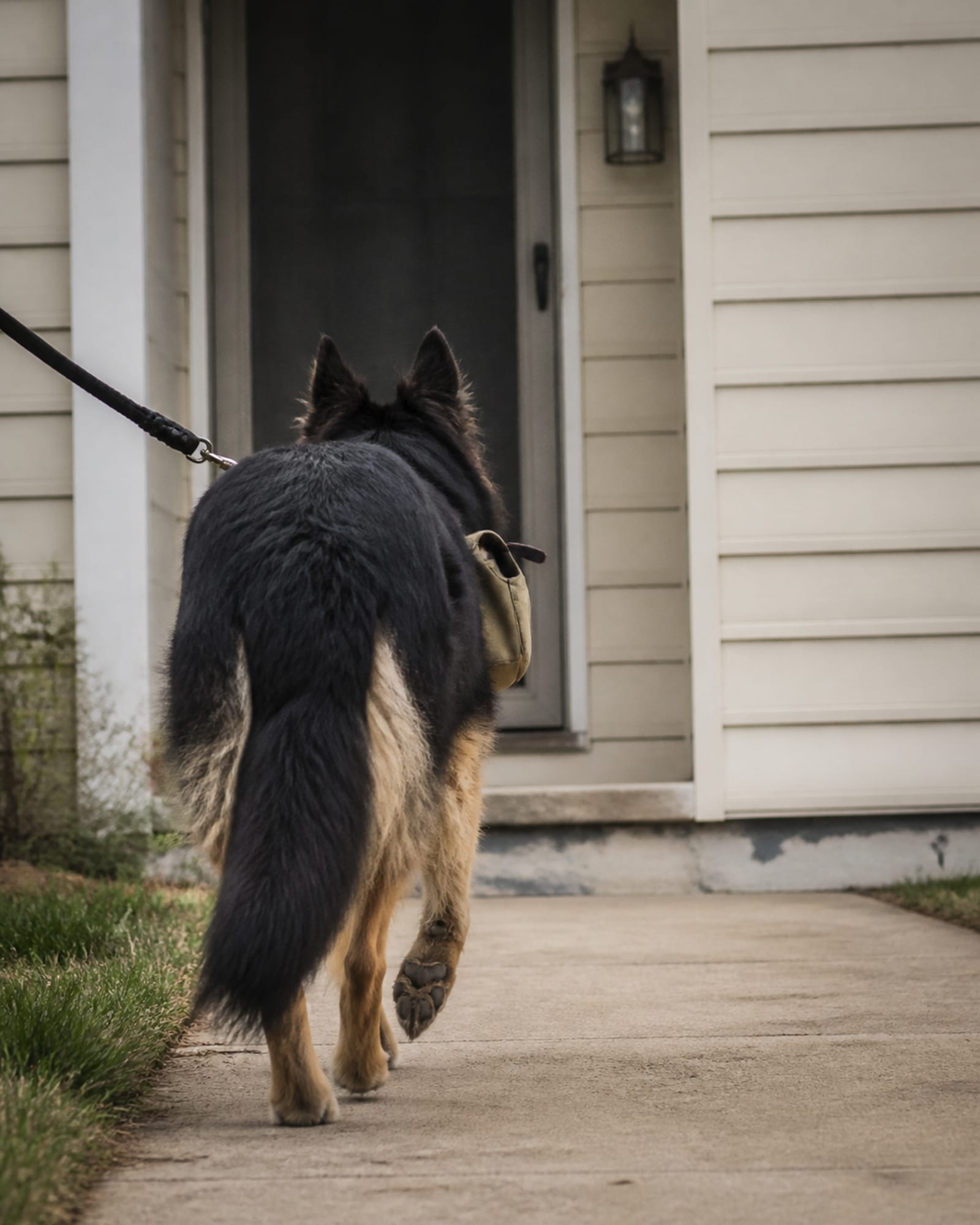 A dog walking away from camera down a pavement, seen from behind, in Prince Frederick, MD