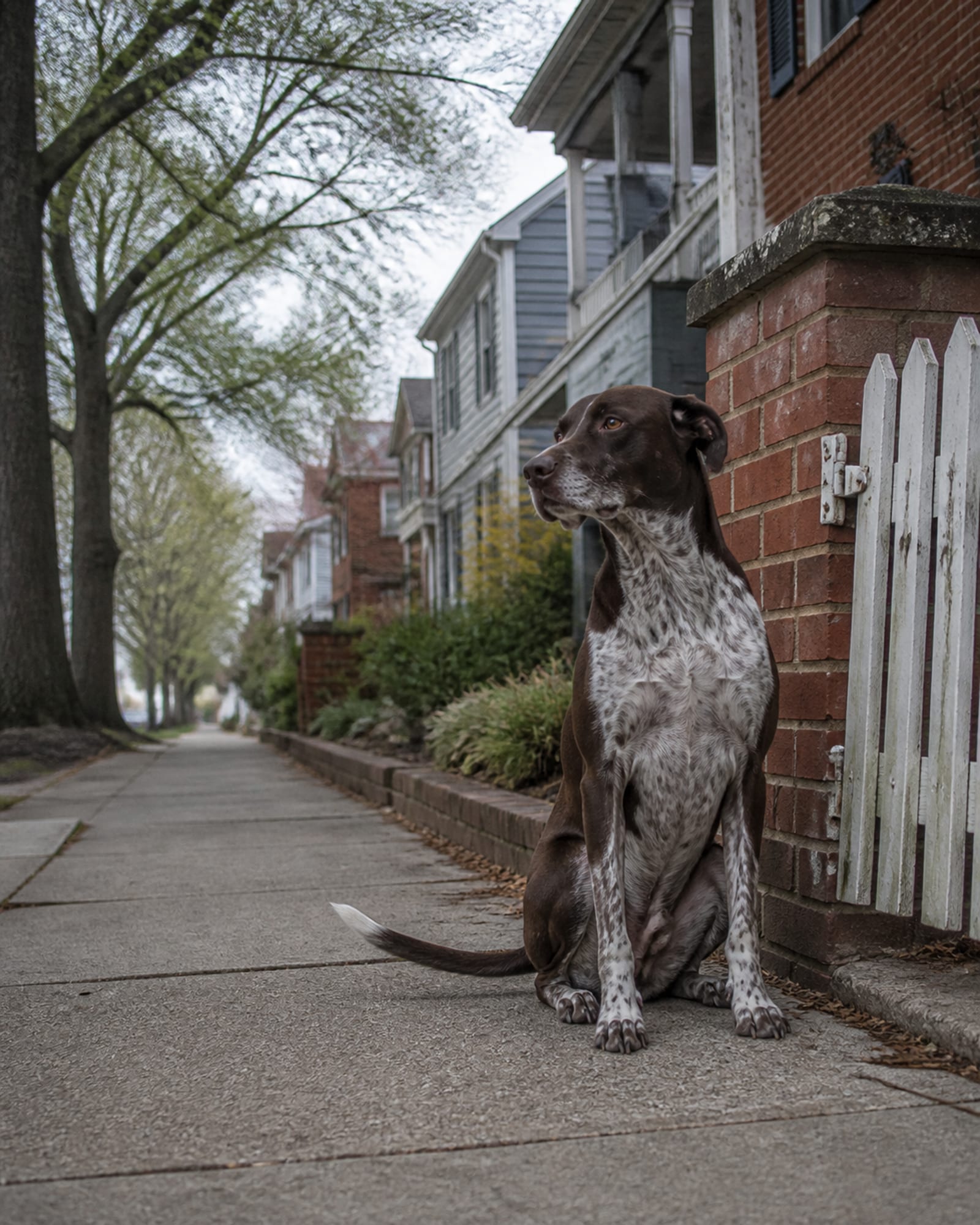 A dog sitting beside a gatepost, upright and calm, in Randallstown, MD
