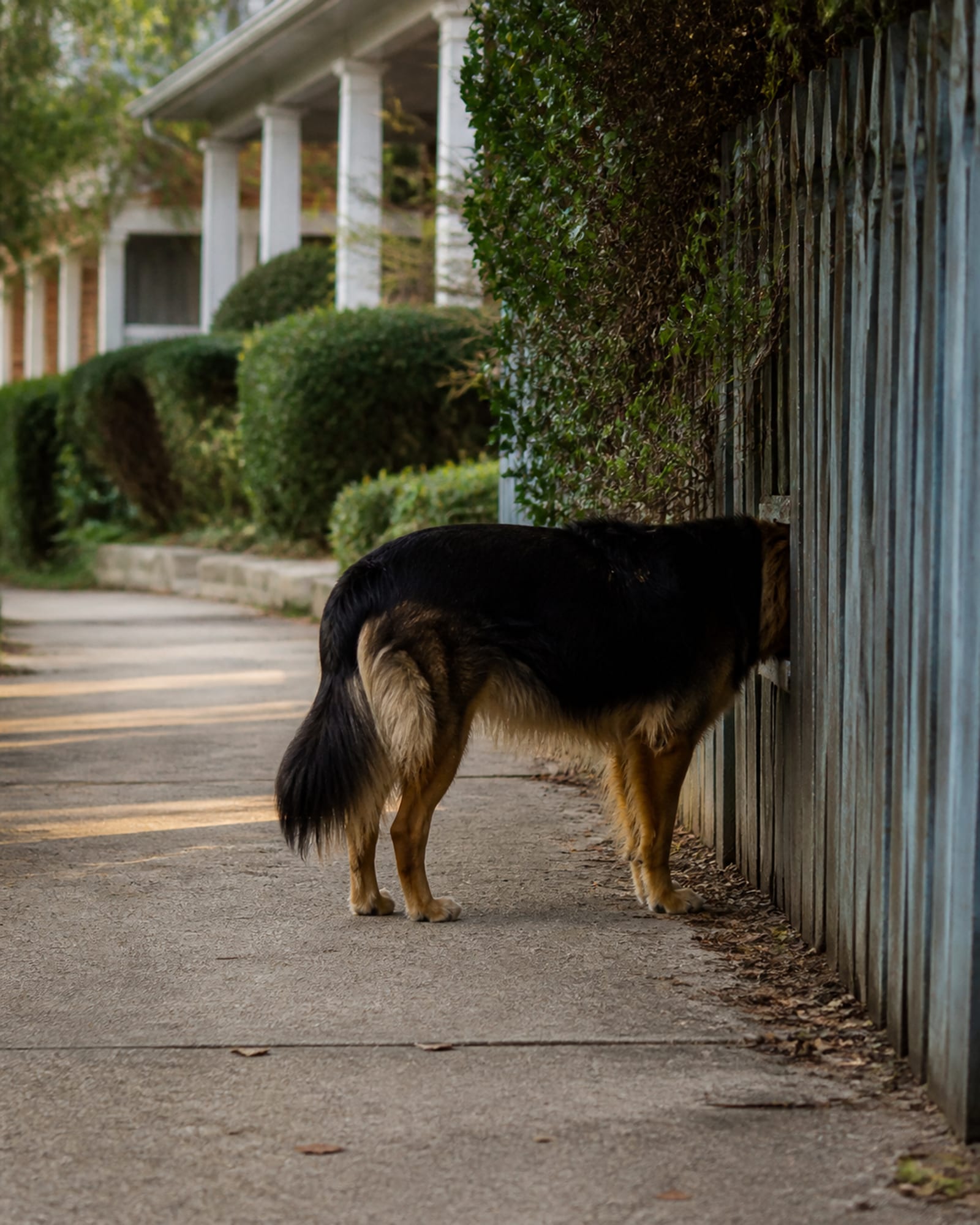 A dog standing beside a fence line, nose to a gap, in Randallstown, MD