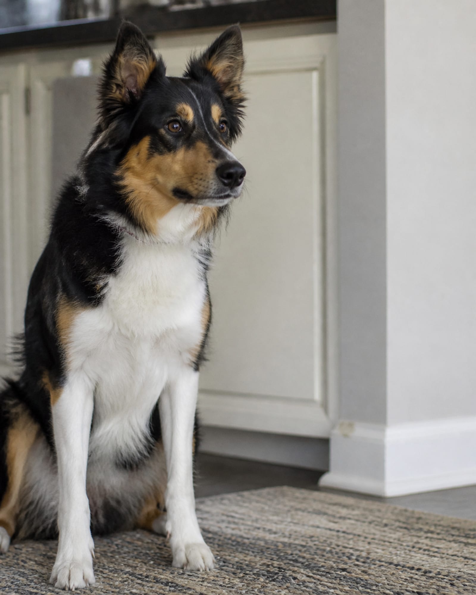 A tight vertical of a dog sitting, front legs straight, chest square, in Randallstown, MD