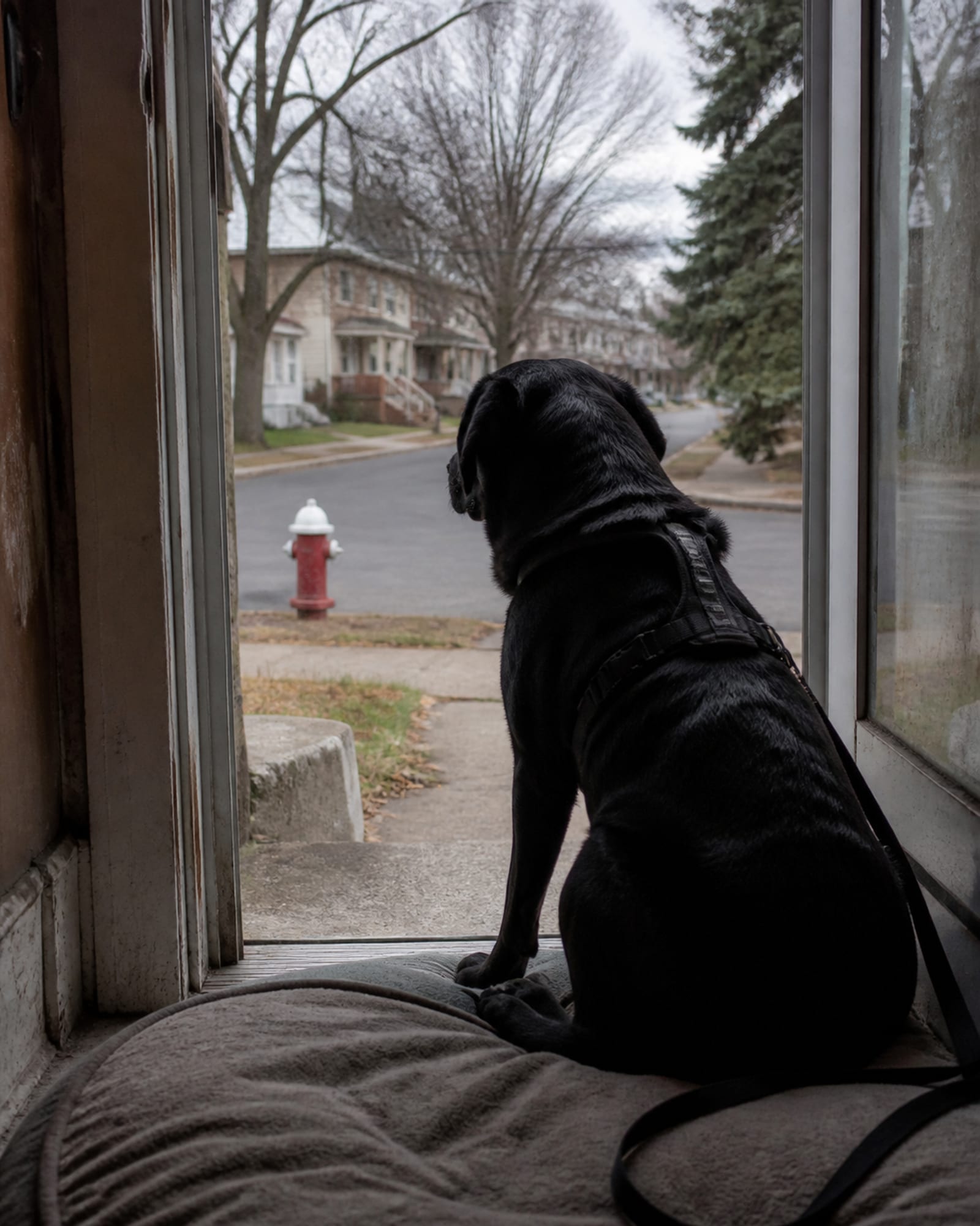 A dog sitting on a stoop watching the street, in Reisterstown, MD