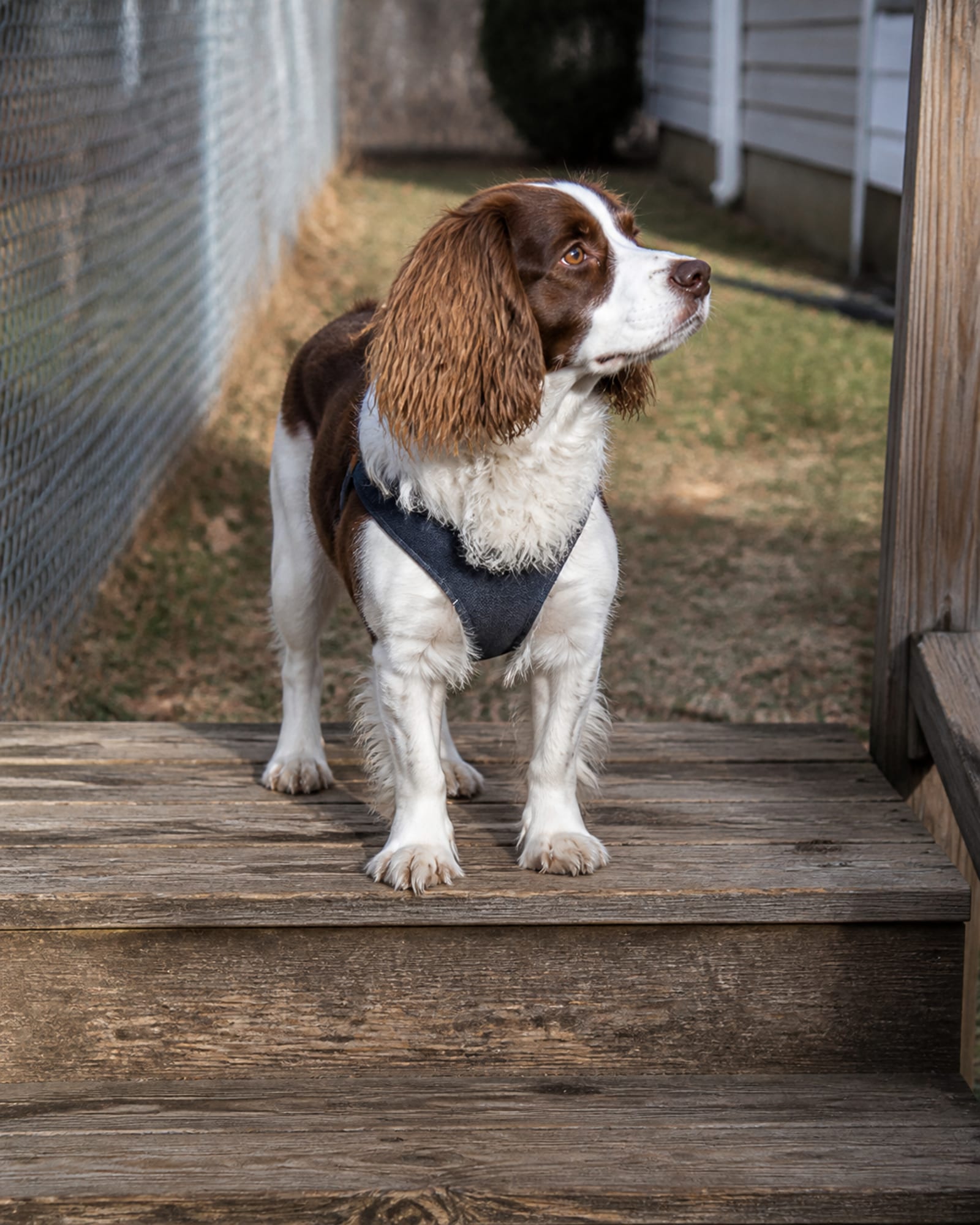 A dog standing at the top of a short flight of steps, in Reisterstown, MD