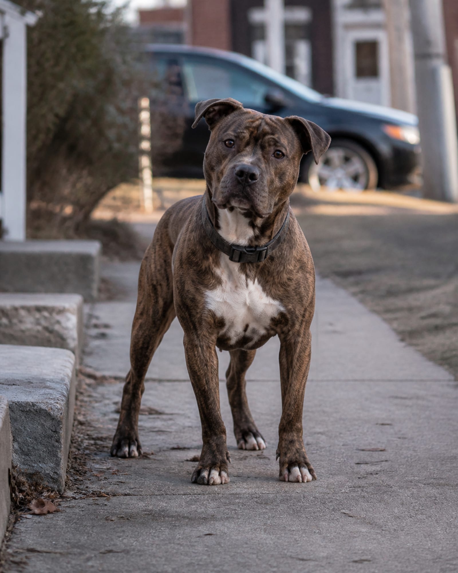 A dog watching intently off camera, head tilted a fraction, in Reisterstown, MD