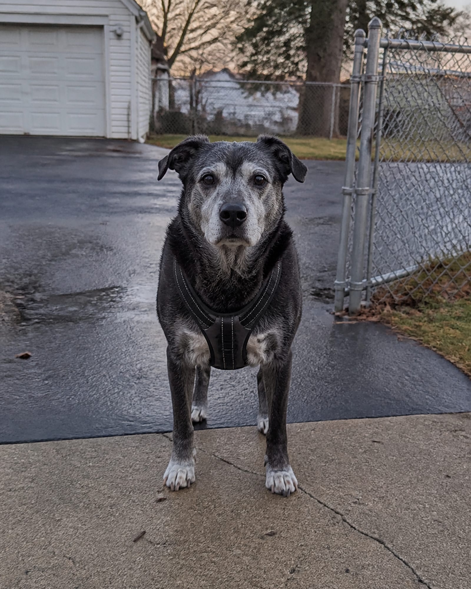 A dog standing square and settled, seen full body from the front, head up, in Rockville, MD