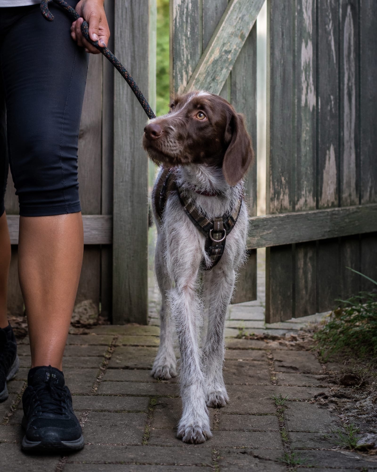 A dog walking at heel beside a handler's lower legs, both cropped at the knee, in Rockville, MD