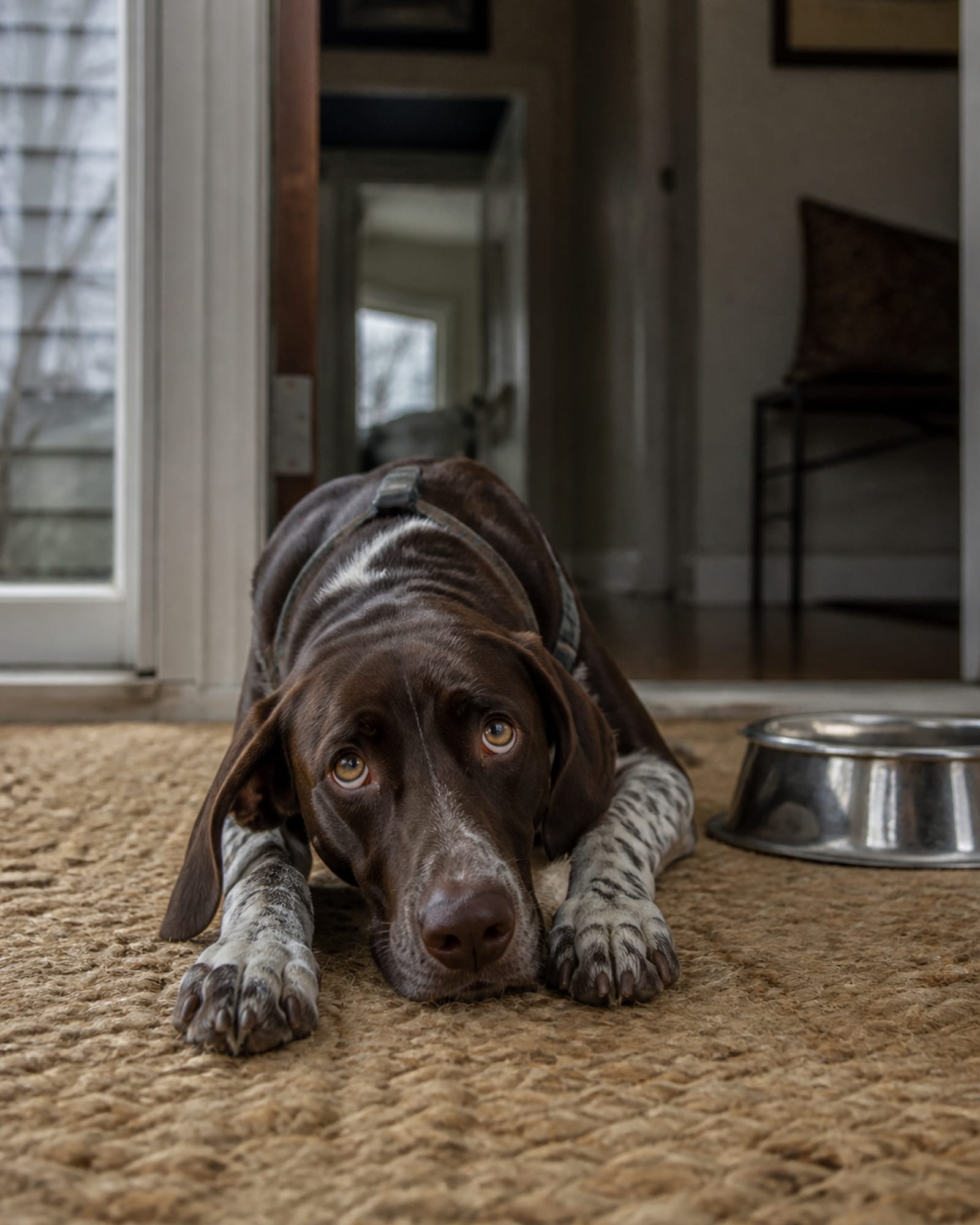 A dog looking up from a down, chin low, eyes raised, in Severna Park, MD
