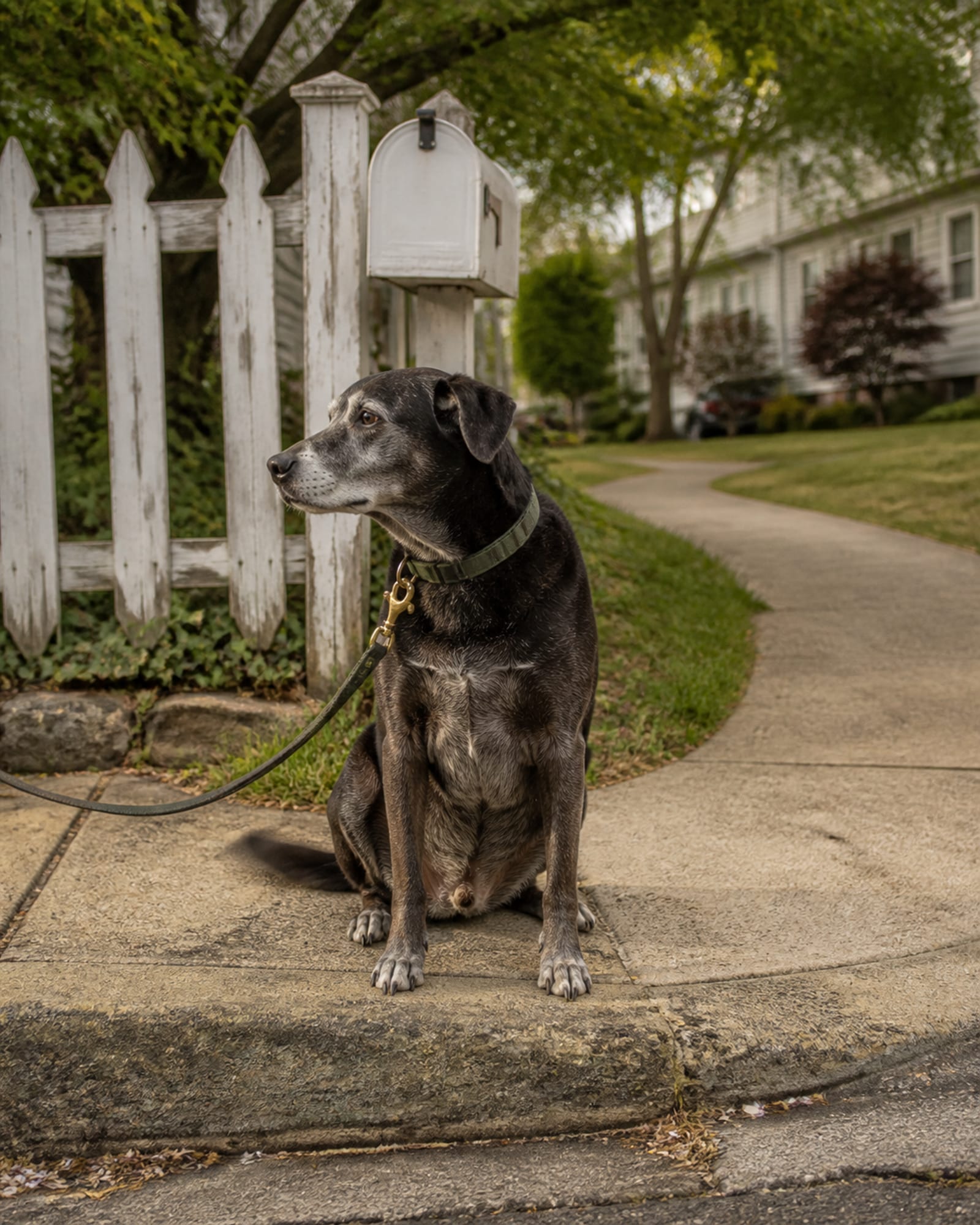 A dog sitting at a curb edge waiting to cross, in Severna Park, MD