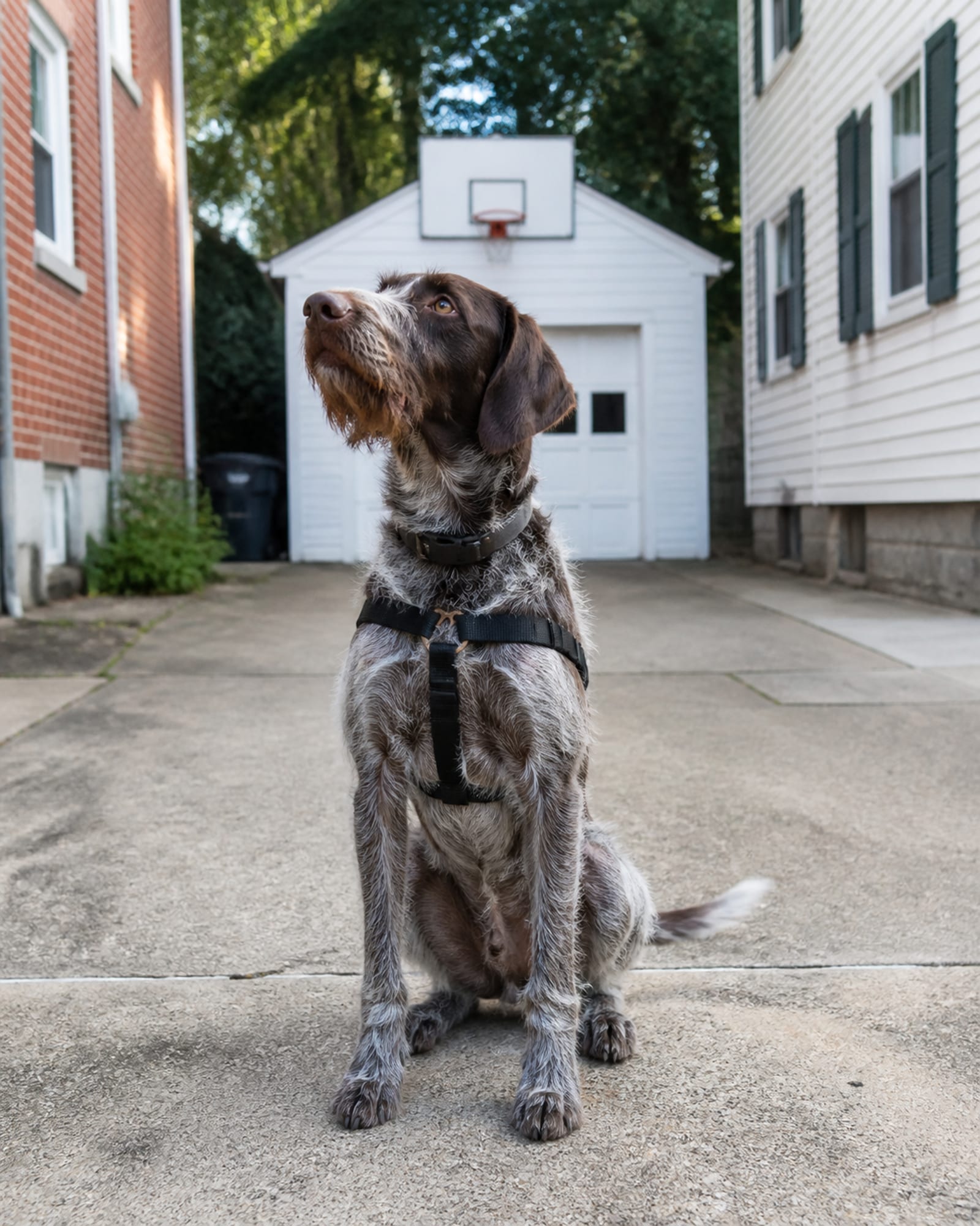 A dog sitting upright and attentive, shoulders square to camera, in Severna Park, MD
