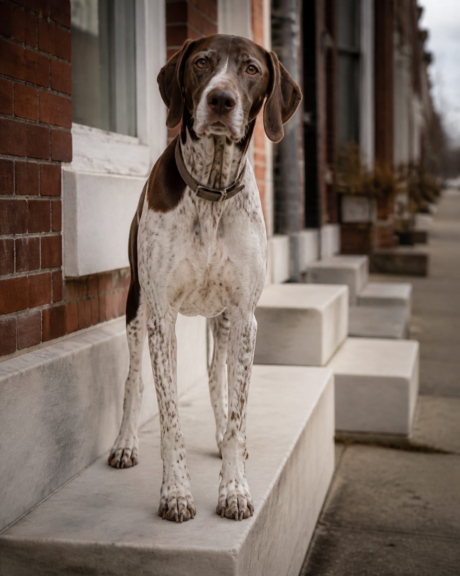 A dog standing on a low step so it fills the height of the frame, in Silver Spring, MD