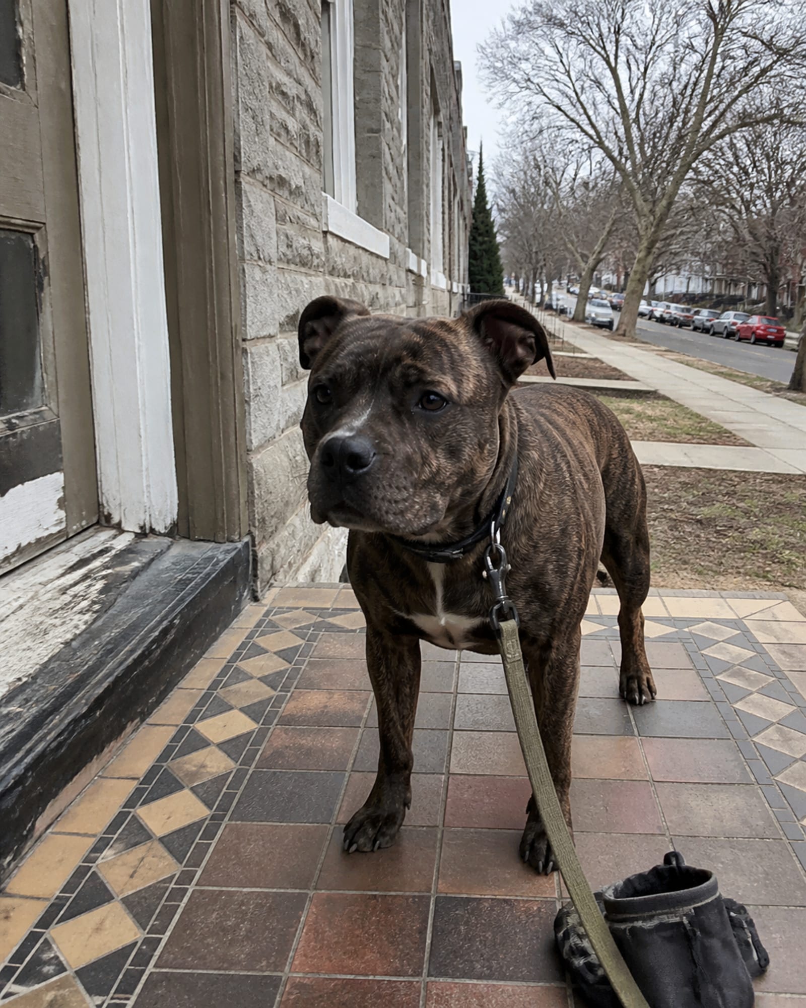 A dog standing on a sidewalk with the street receding behind it, in Silver Spring, MD