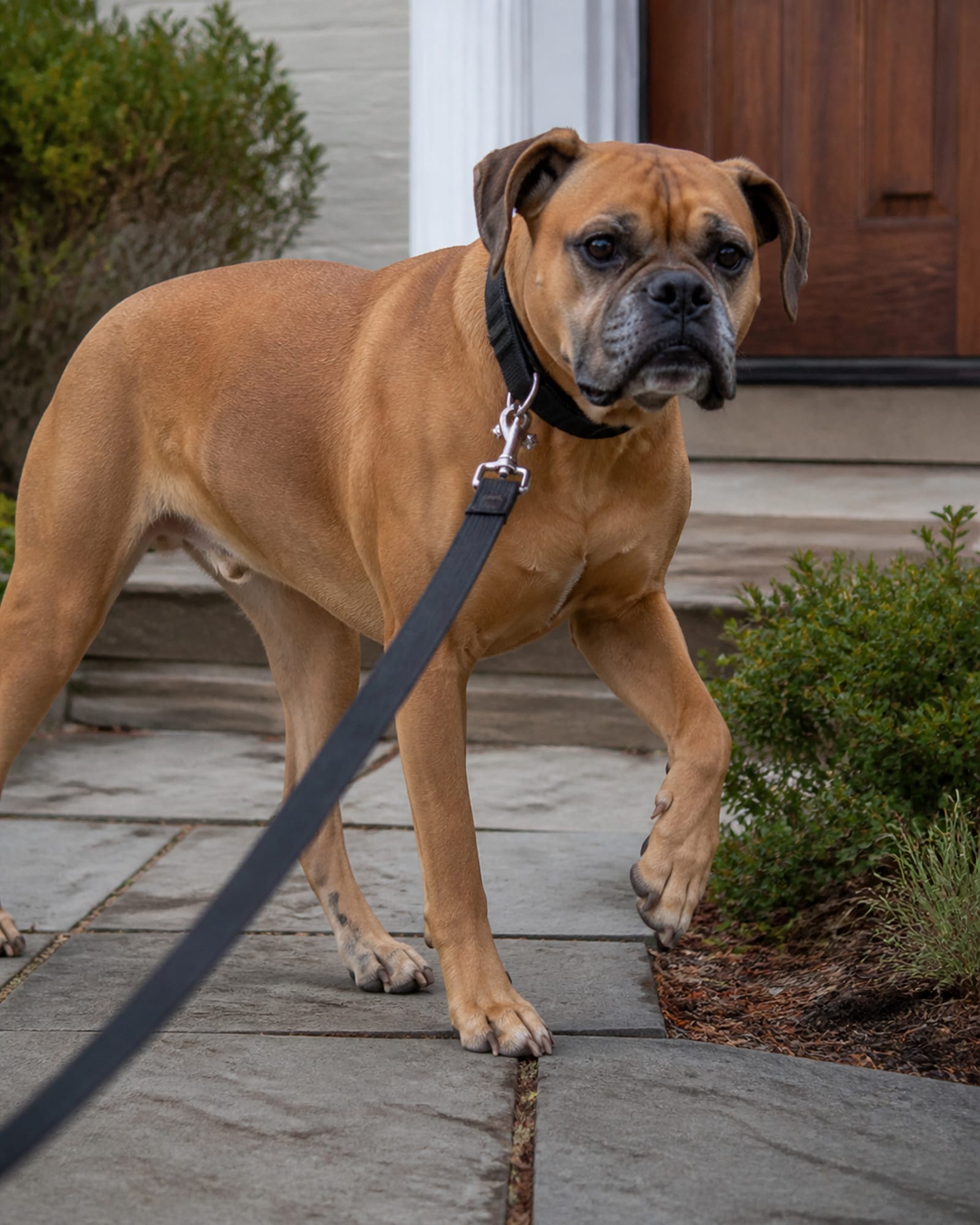 A dog pausing mid stride on a pavement, one paw lifted, in Stevensville, MD