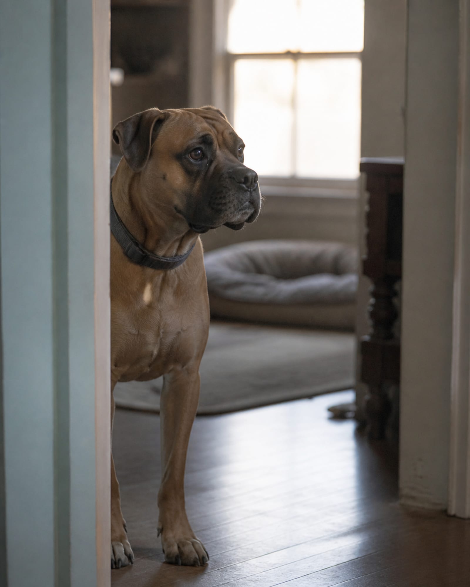 A dog's head framed in a doorway, body out of focus behind, in Sykesville, MD