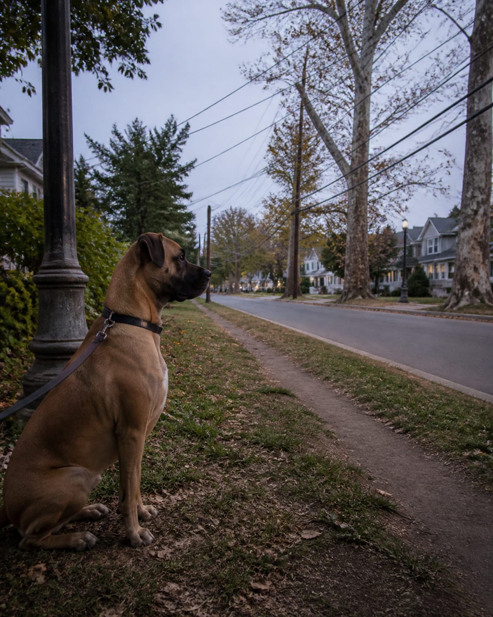 A dog sitting square beside a lamp post, in Sykesville, MD