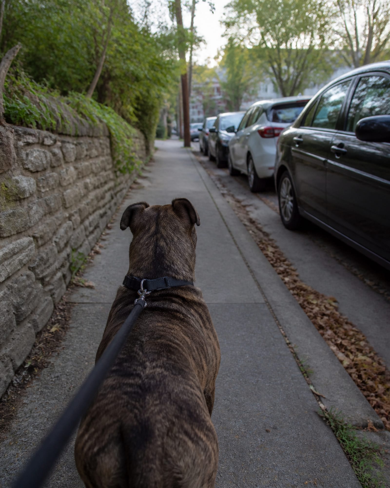 A dog walking away from camera down a pavement, seen from behind, in Takoma Park, MD