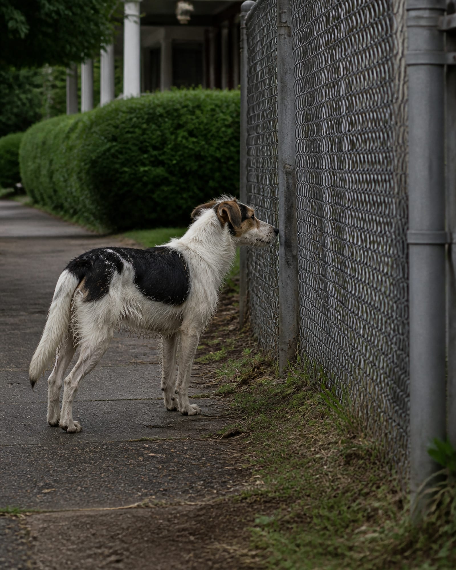 A dog standing beside a fence line, nose to a gap, in Towson, MD