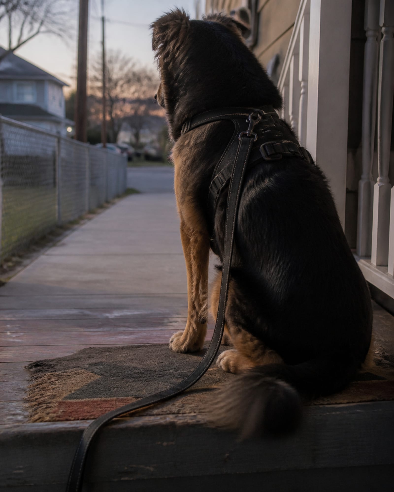 A dog sitting on a stoop watching the street, in Waldorf, MD