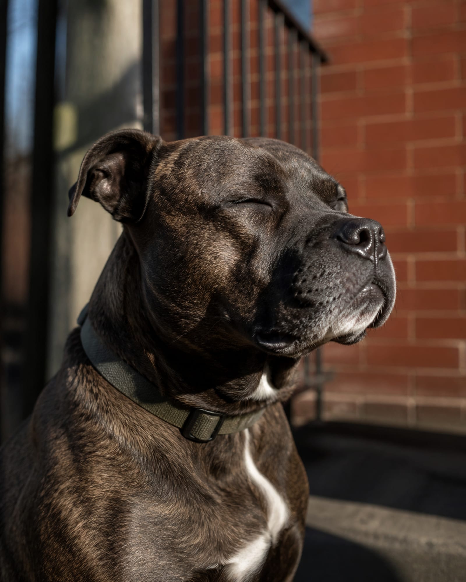 A close vertical of a dog blinking slowly, relaxed, in Washington DC, DC